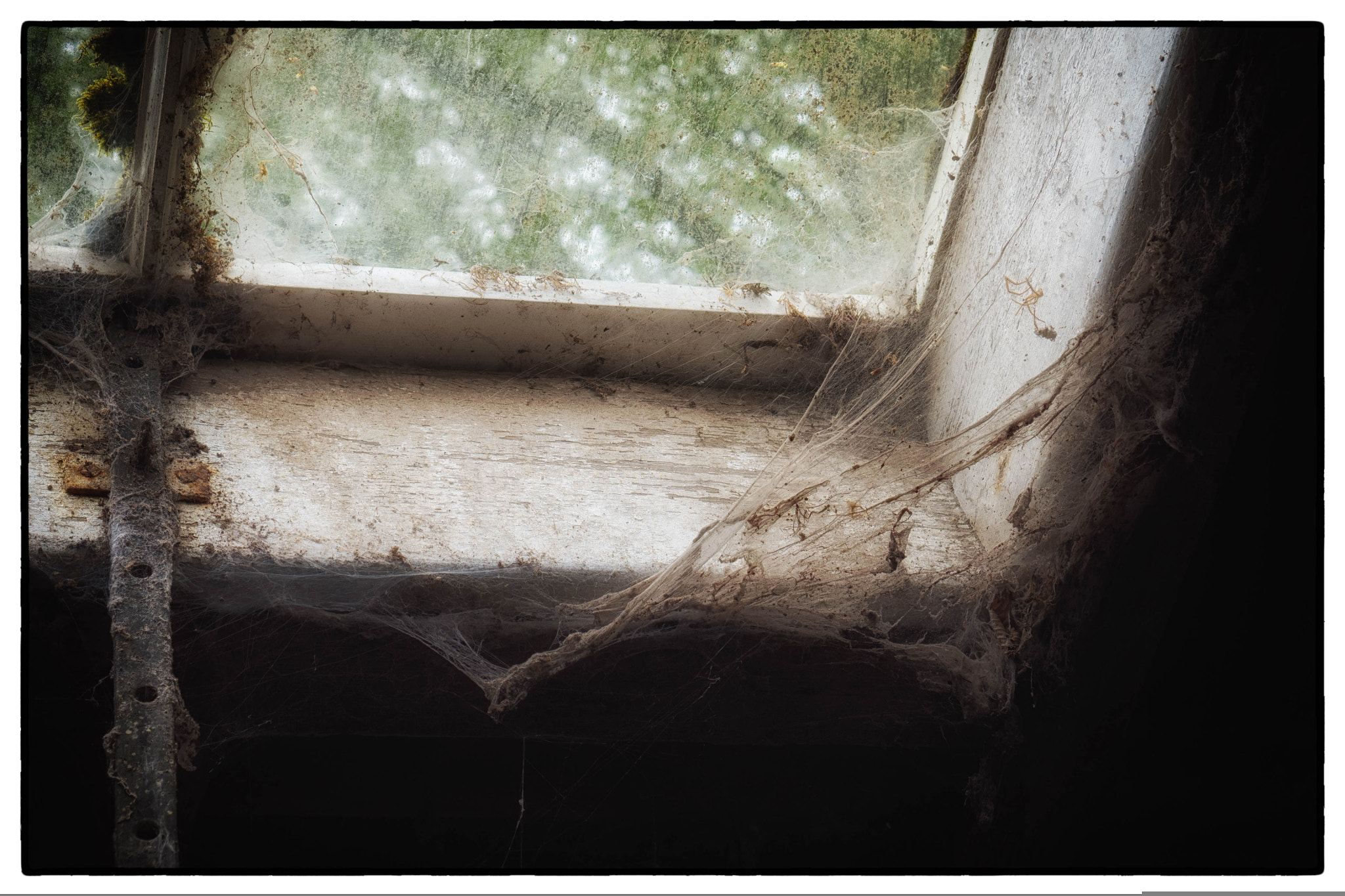 LUMIX G VARIO 14-42/F3.5-5.6 II sample photo. Growing cobwebs photography