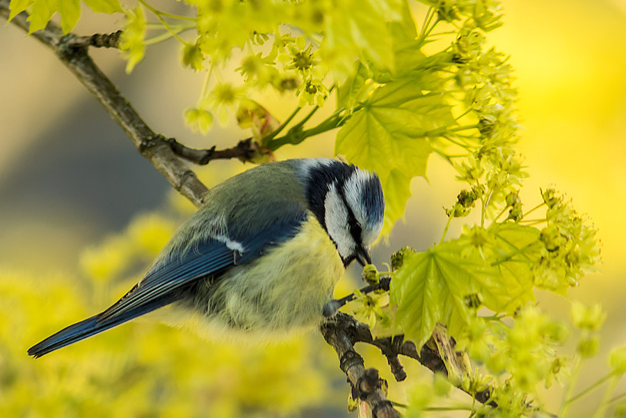 Canon EF 300mm F4L IS USM sample photo. Blaumeise photography