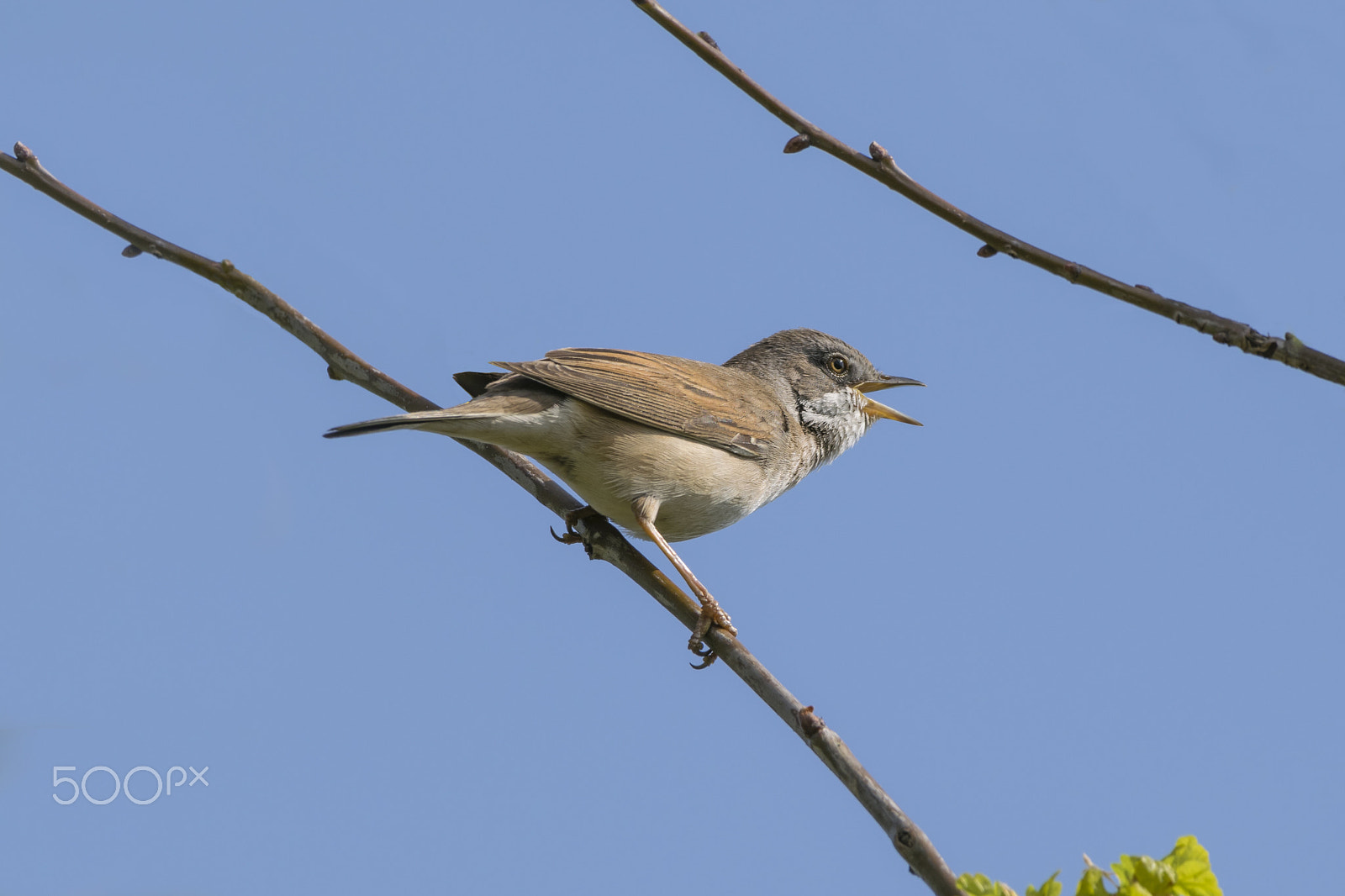 Nikon AF-S Nikkor 200-500mm F5.6E ED VR sample photo. Whitethroat bird singing photography