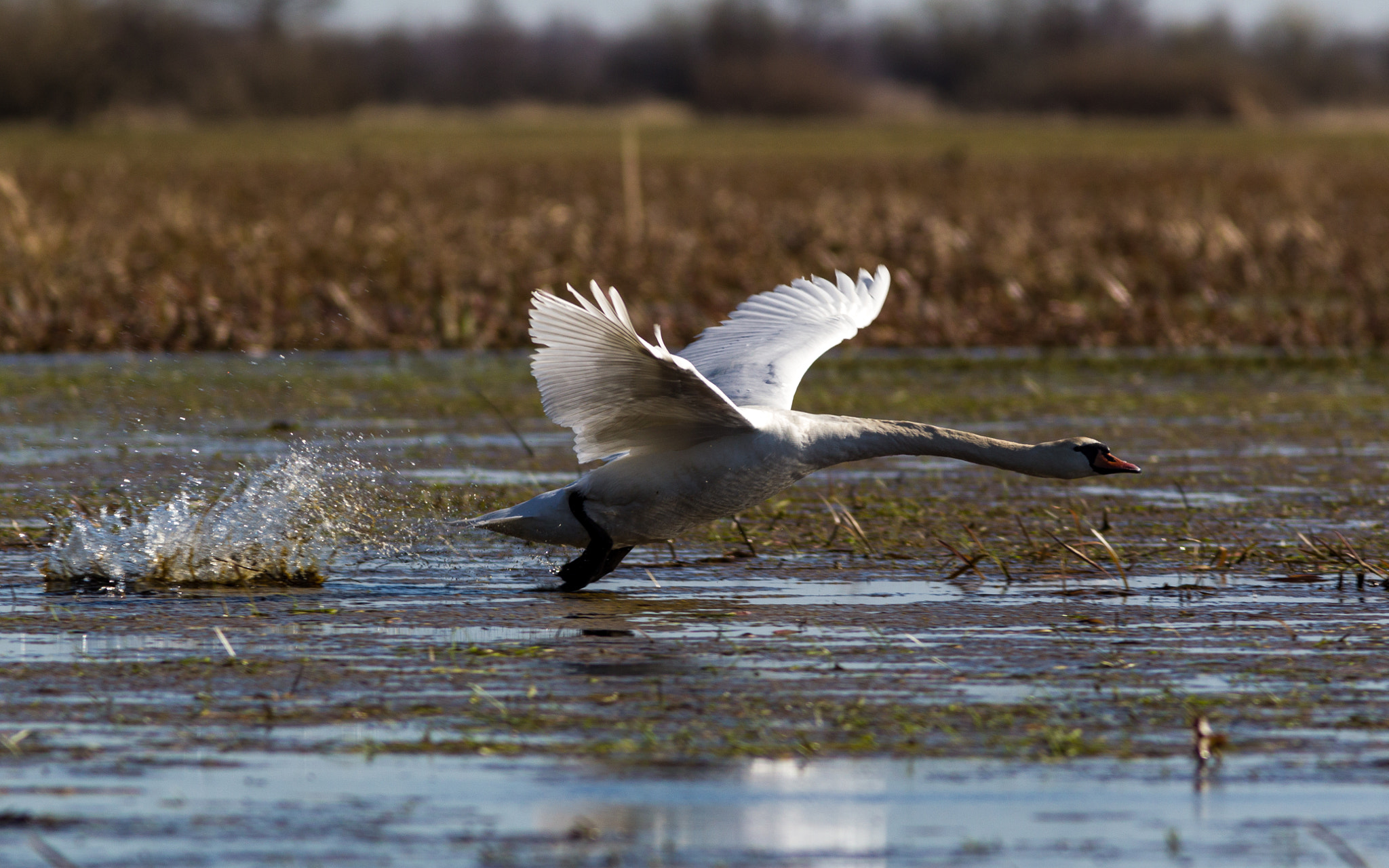 Canon EOS-1D Mark IV + Canon EF 300mm F4L IS USM sample photo. Swan take off photography