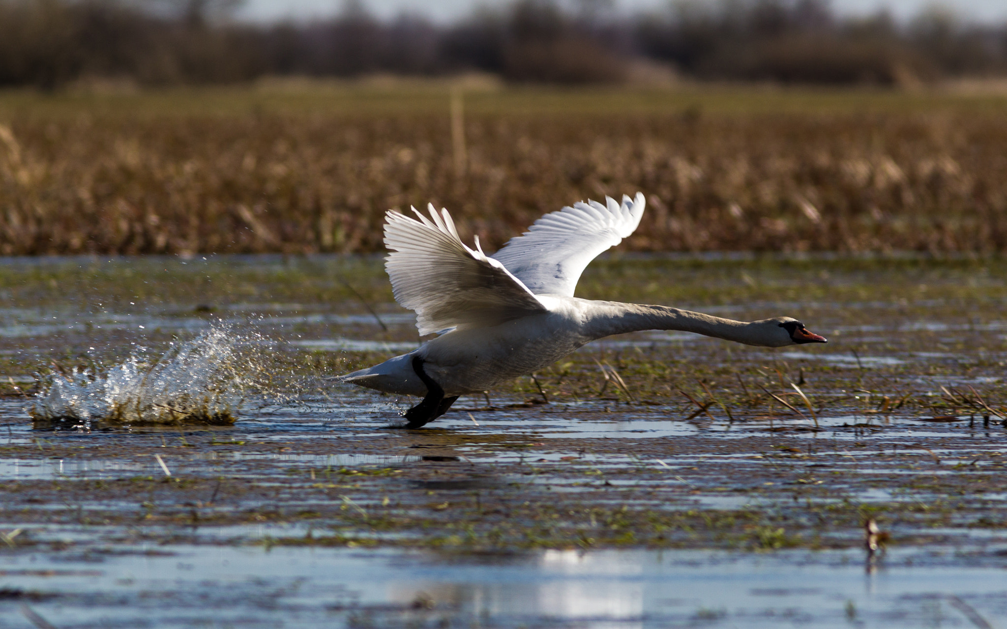 Canon EF 300mm F4L IS USM sample photo. Swan take off photography
