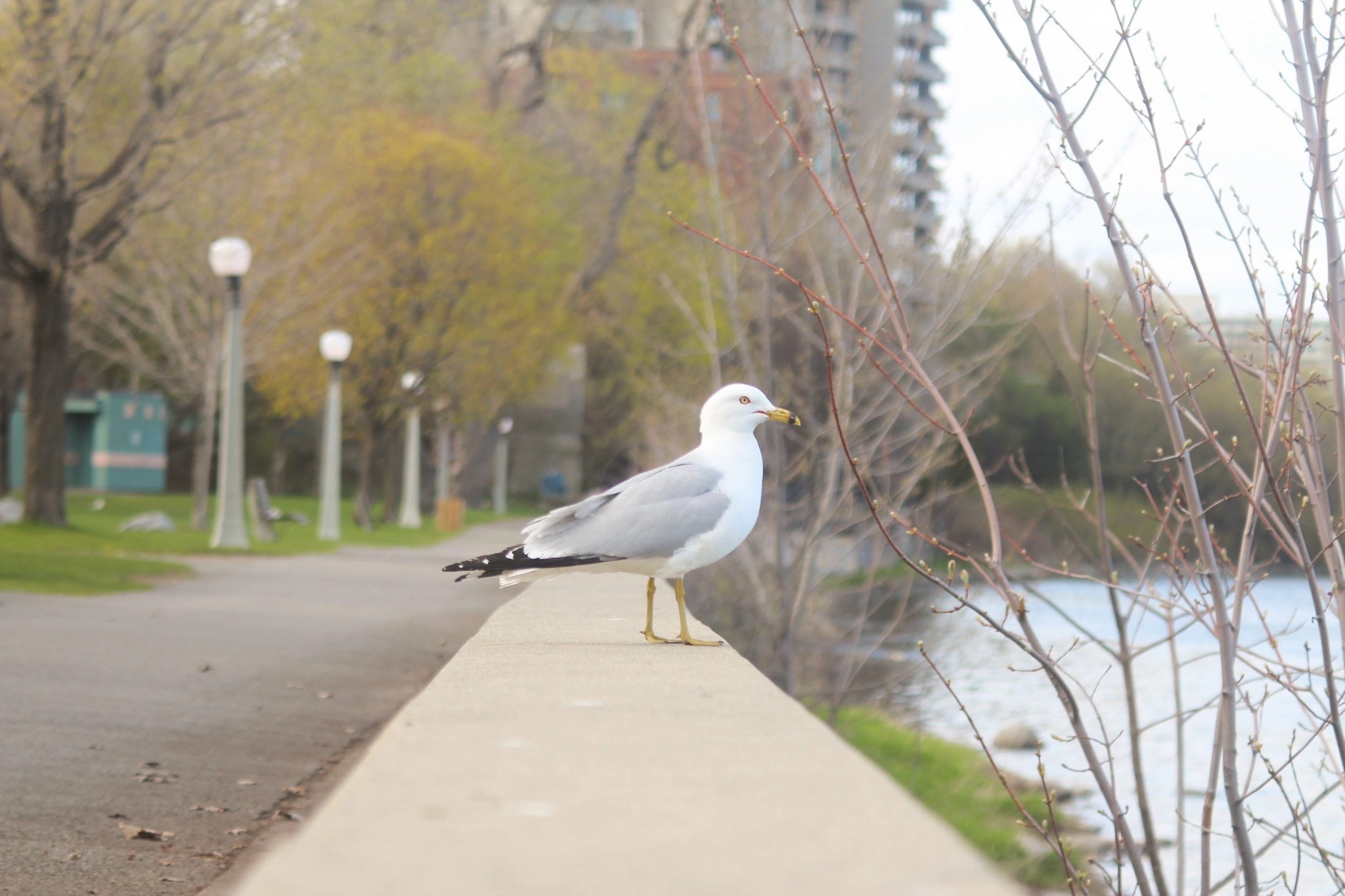 Canon EF 28-90mm f/4-5.6 sample photo. Lovely bird photography