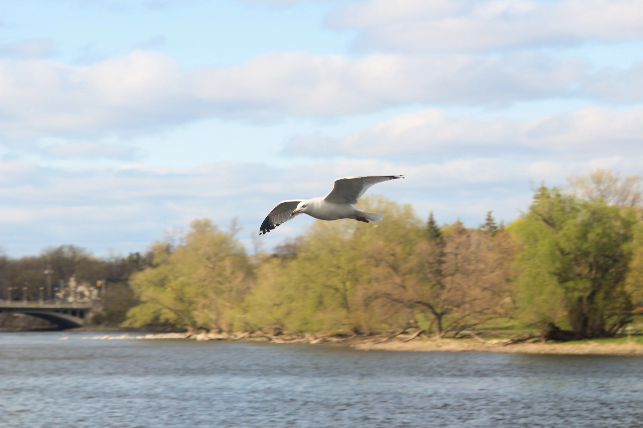 Canon EF 28-90mm f/4-5.6 sample photo. Flying away photography