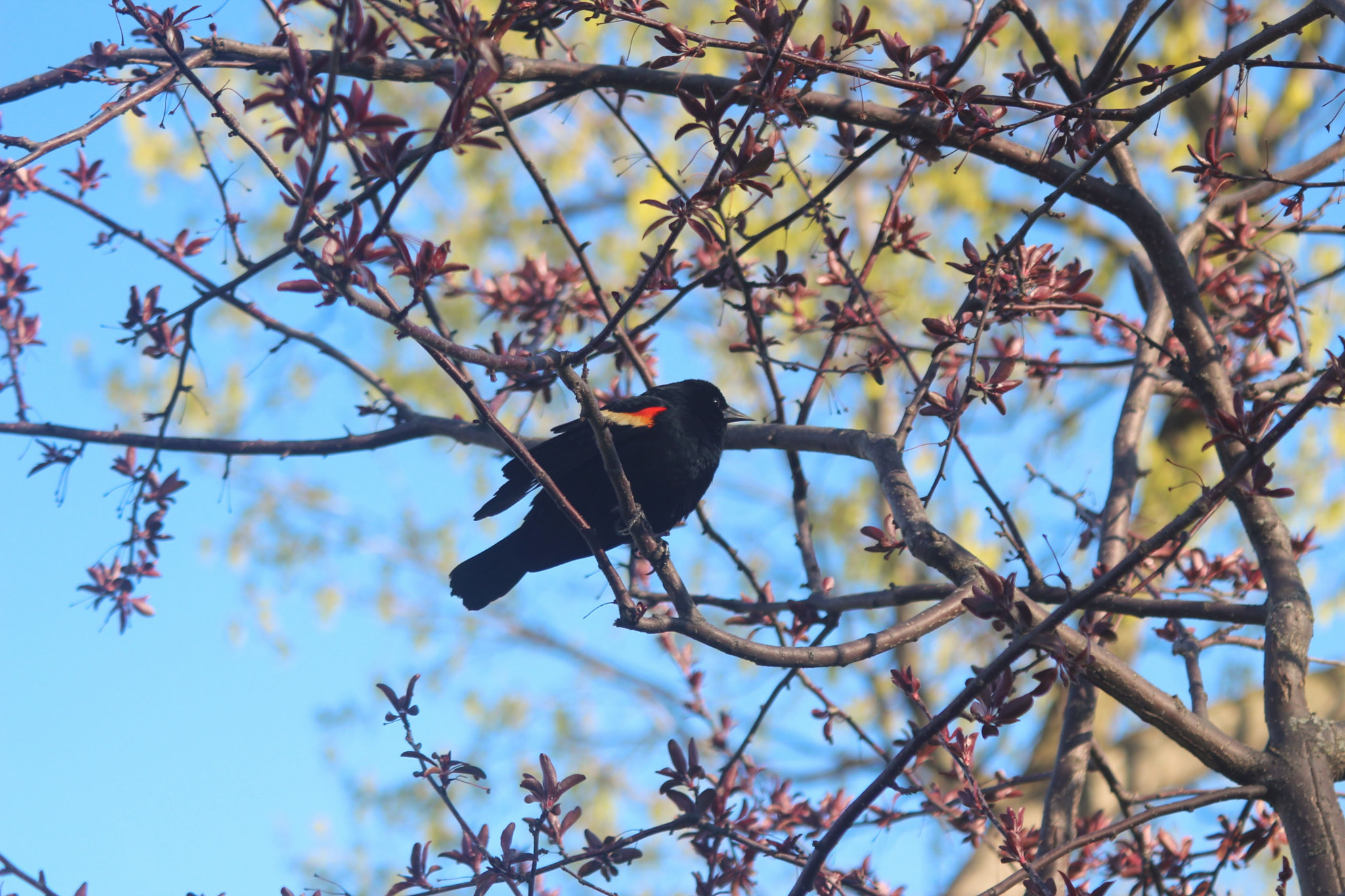 Canon EF 28-90mm f/4-5.6 sample photo. "blackbird fly blackbird fly" photography