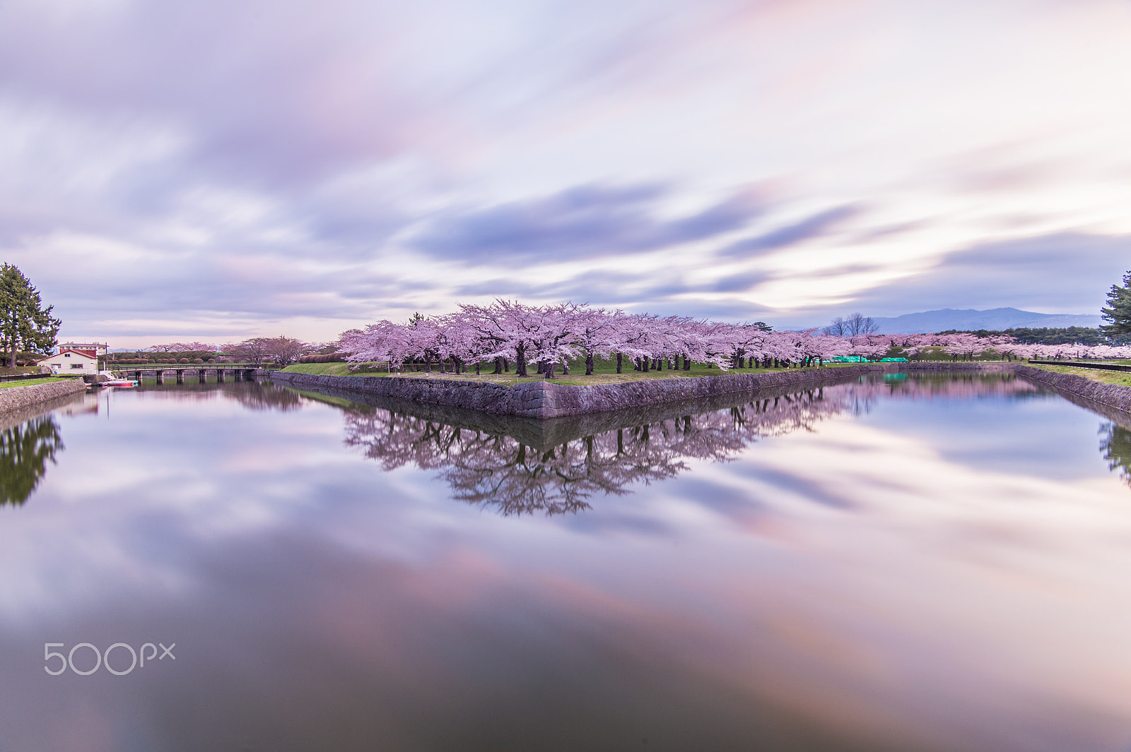 Nikon D4S sample photo. Cherry tree in goryokaku park in early morning photography