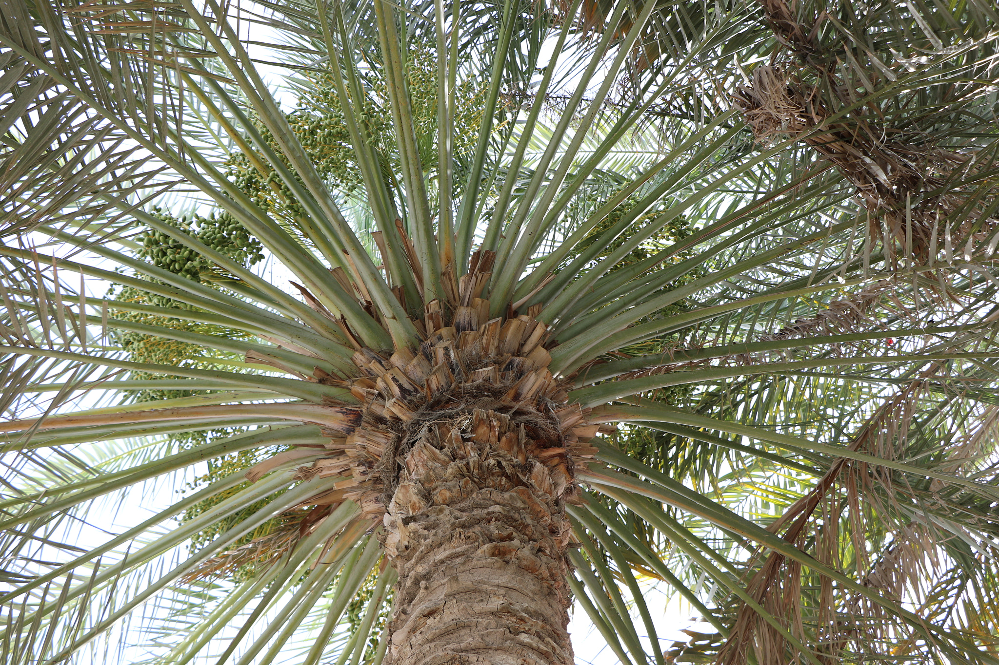 Canon EOS 7D Mark II + Canon EF-S 18-135mm F3.5-5.6 IS STM sample photo. Date palm photography