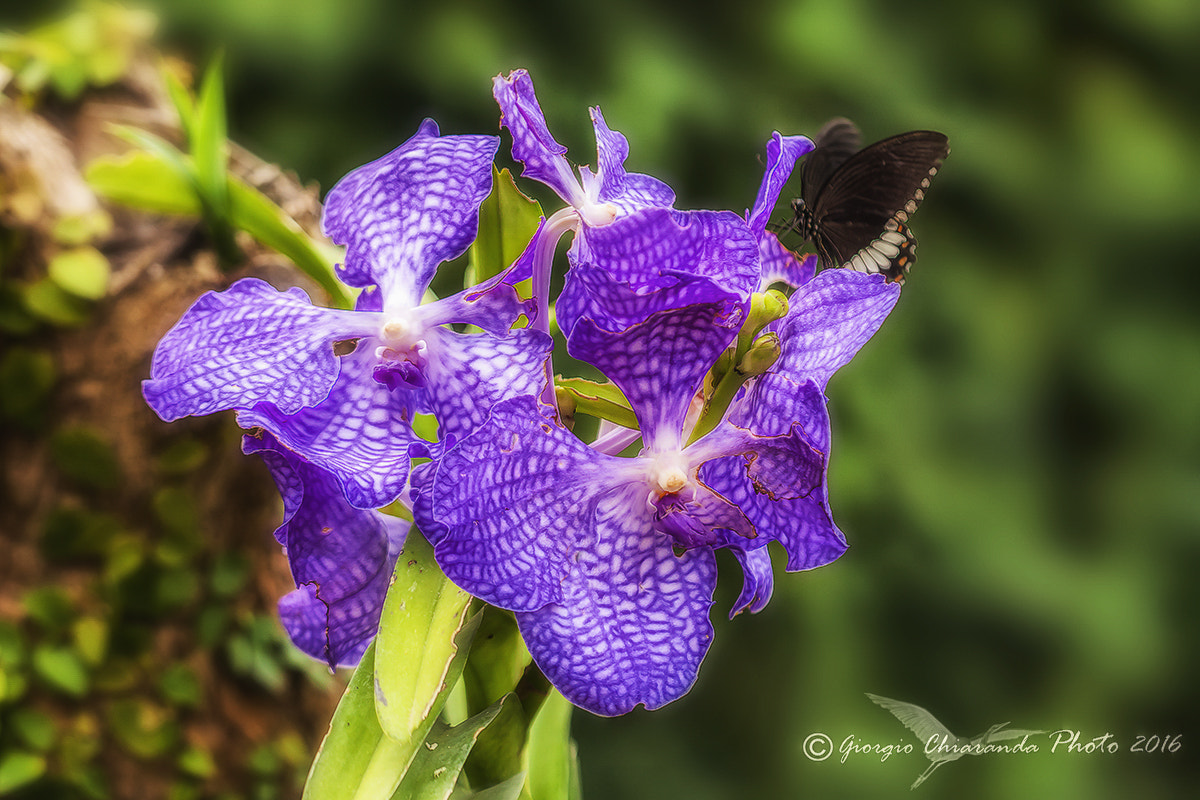 Sigma APO Macro 150mm f/2.8 EX DG HSM sample photo. La farfalla e l'orchidea photography