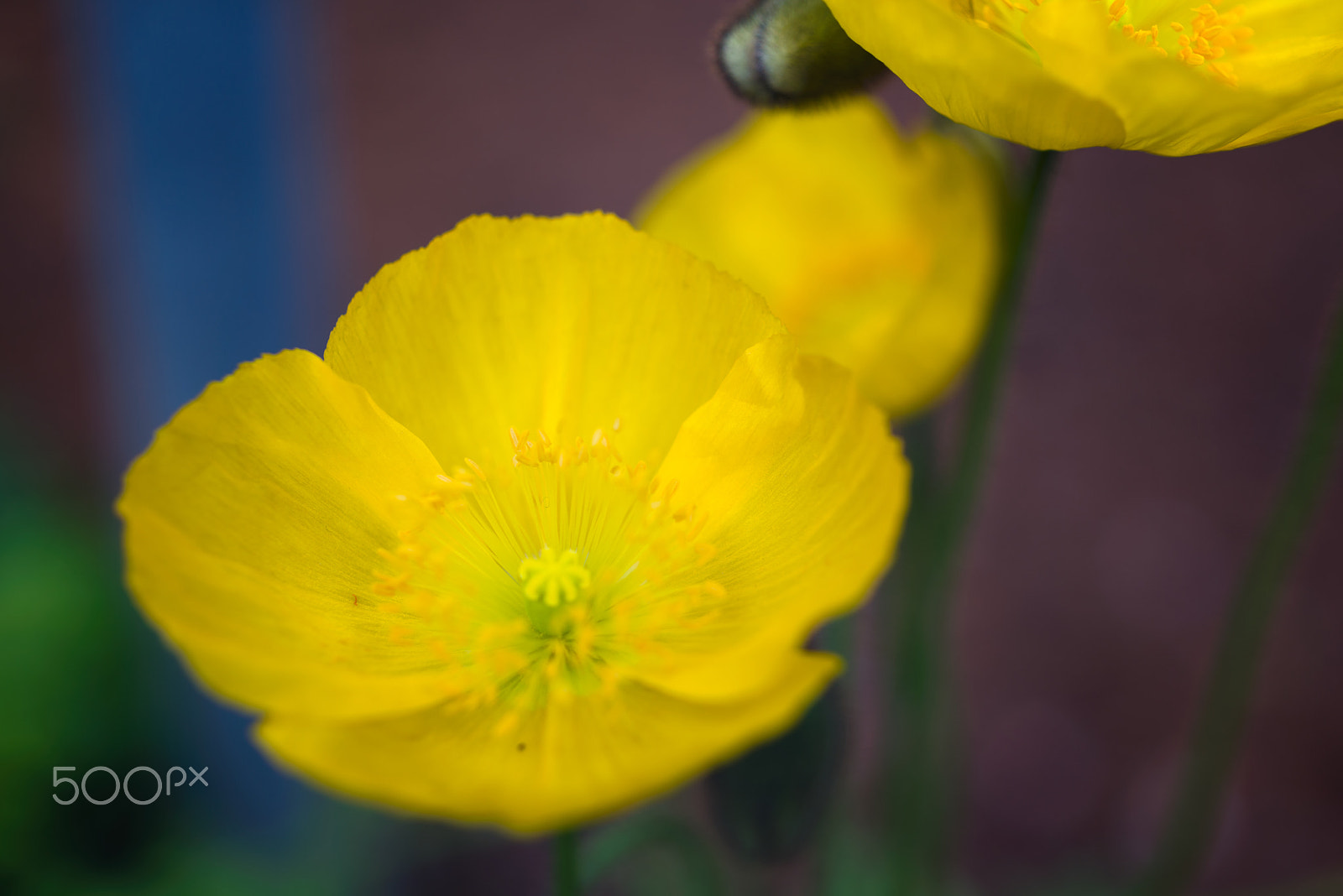 ZEISS Makro-Planar T* 50mm F2 sample photo. Iceland poppy photography