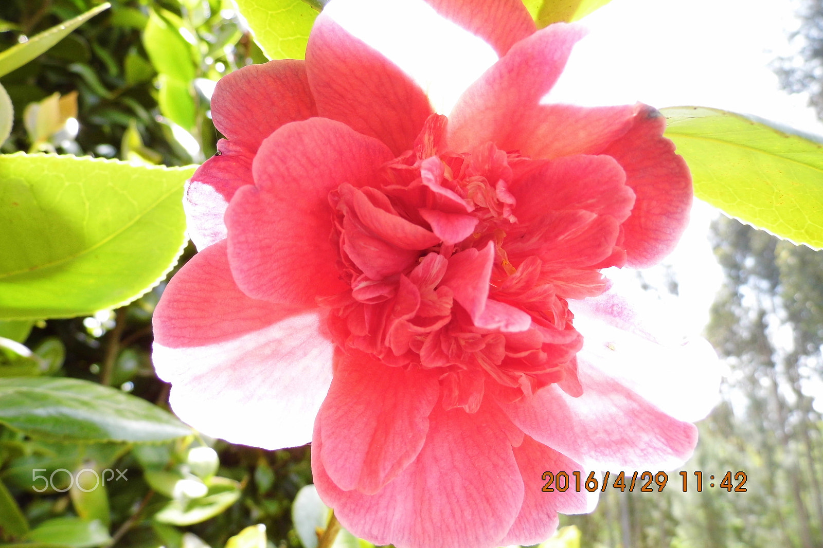 Benq GH600 sample photo. Flor rosa photography
