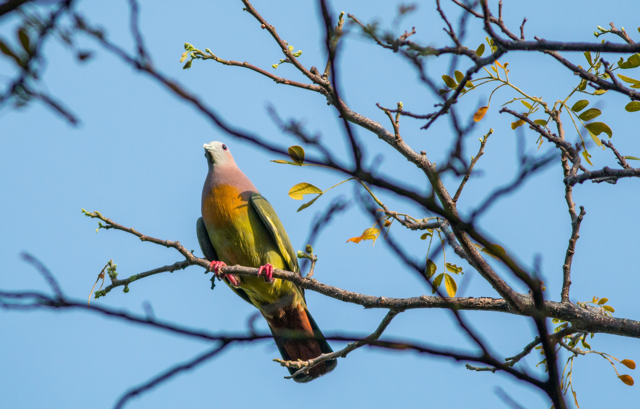Canon EOS 70D + Canon EF 400mm F5.6L USM sample photo. Pink-necked green pigeon photography
