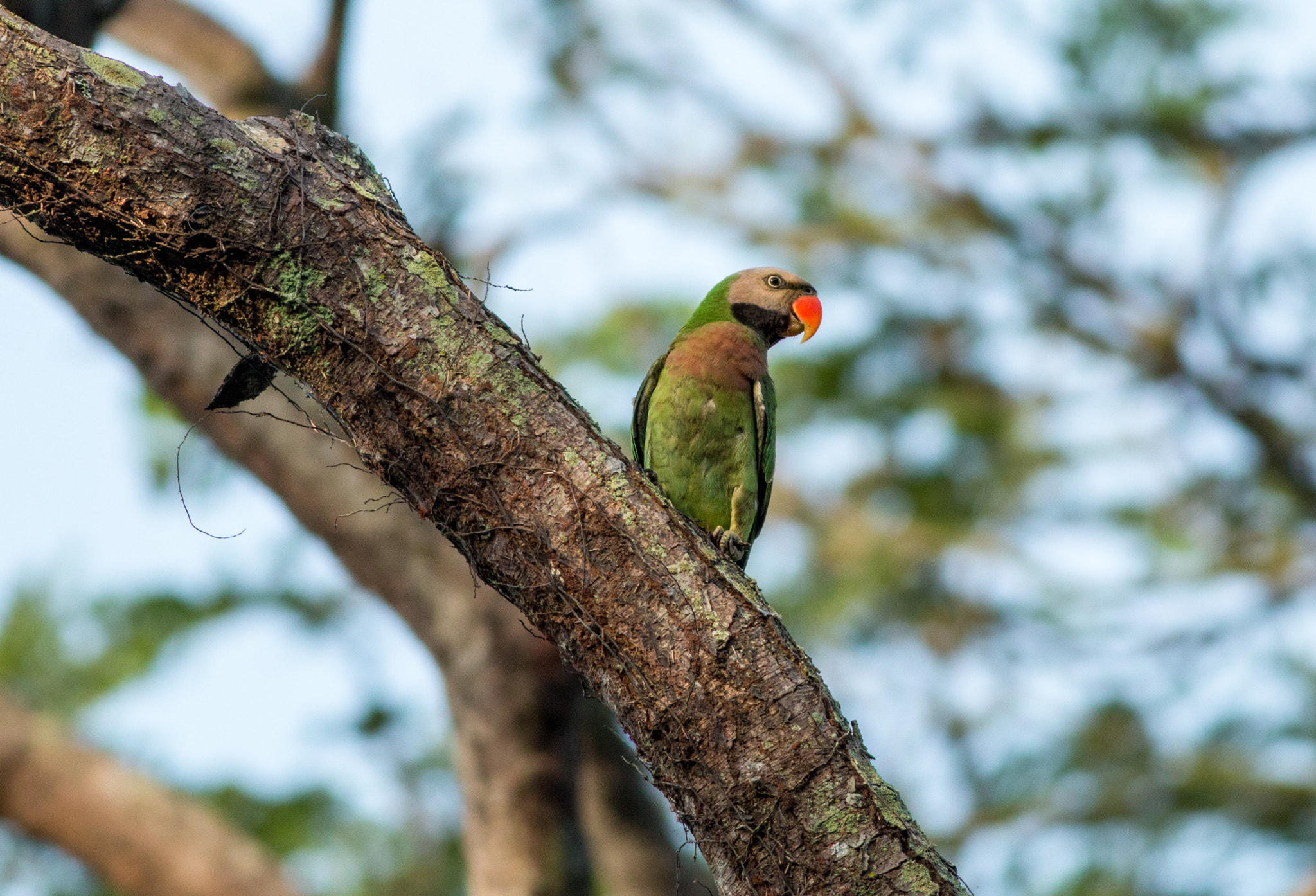Canon EOS 70D + Canon EF 400mm F5.6L USM sample photo. Red-breasted parakeet striking a pose photography