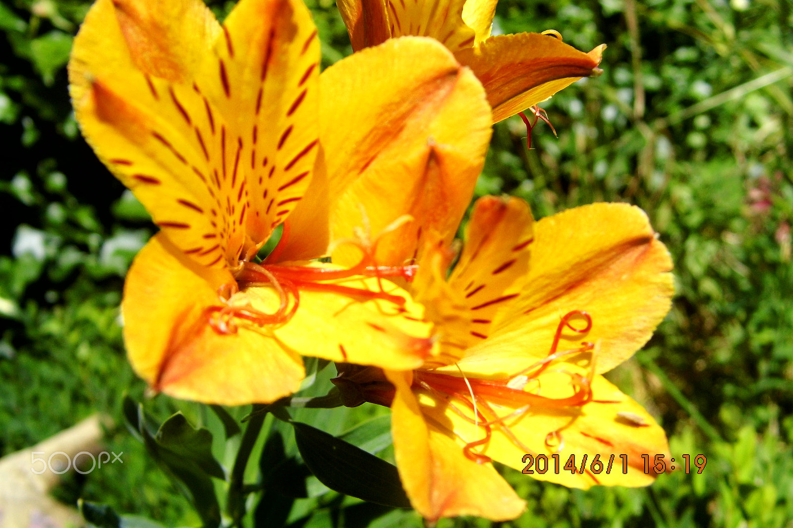 Benq GH600 sample photo. Flor amarela photography