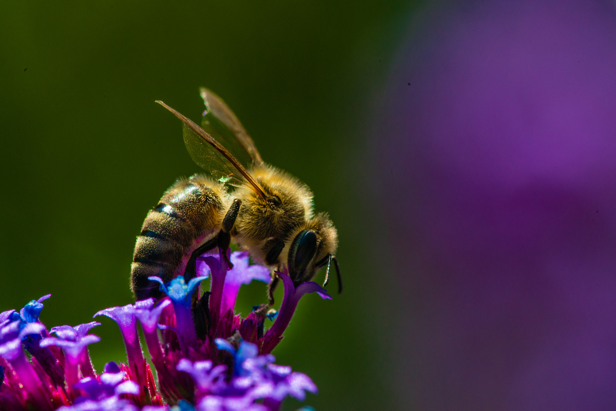 Nikon D800 + Nikon AF Micro-Nikkor 200mm F4D ED-IF sample photo. Succulent nectar, vancouver, 2014 photography