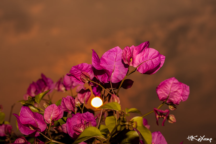 Canon EF-S 60mm F2.8 Macro USM sample photo. The sun set behind the flower photography