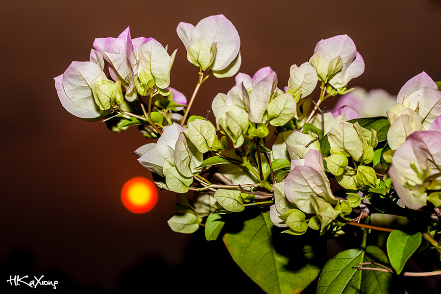Canon EF-S 60mm F2.8 Macro USM sample photo. The sun set behind the flower photography