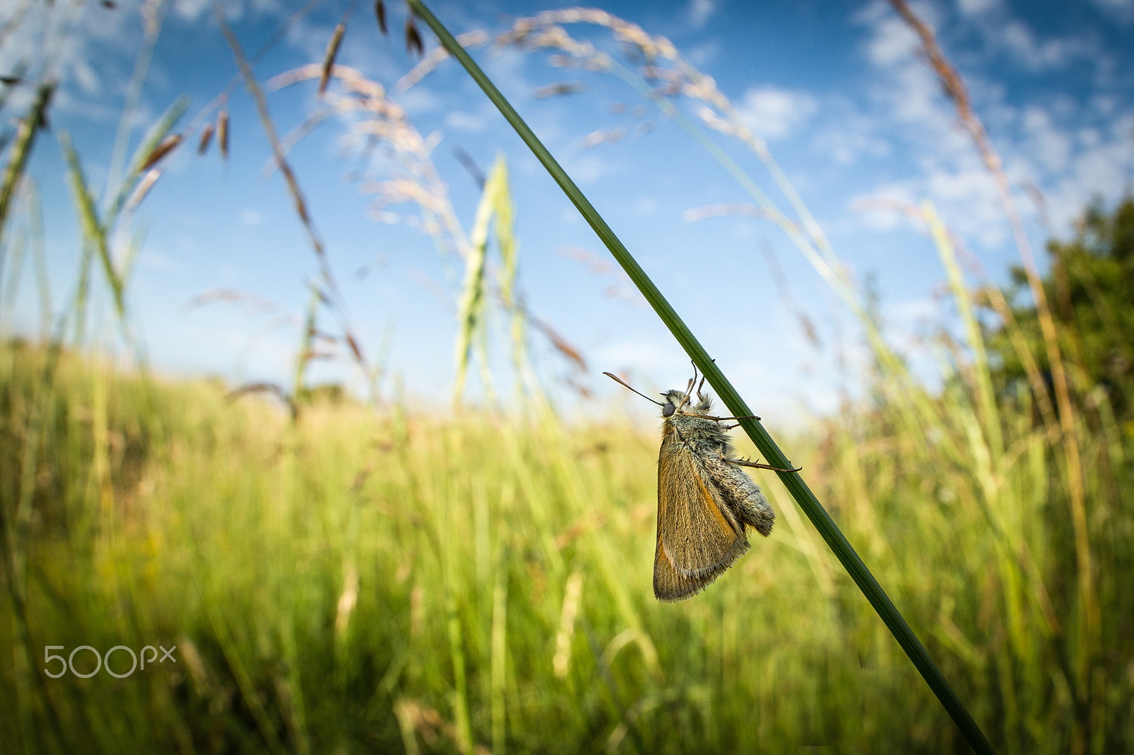 Canon EOS-1D X + Canon EF 8-15mm F4L Fisheye USM sample photo. Small skipper butterfly photography