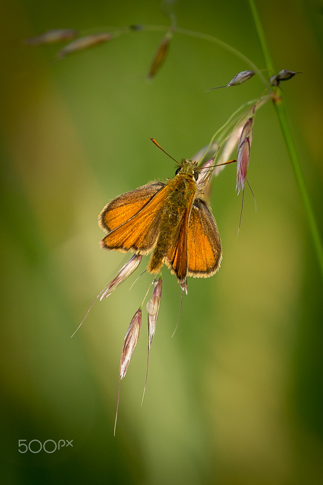 Canon EOS-1D X + Canon EF 70-300mm F4-5.6L IS USM sample photo. Small skipper butterfly photography