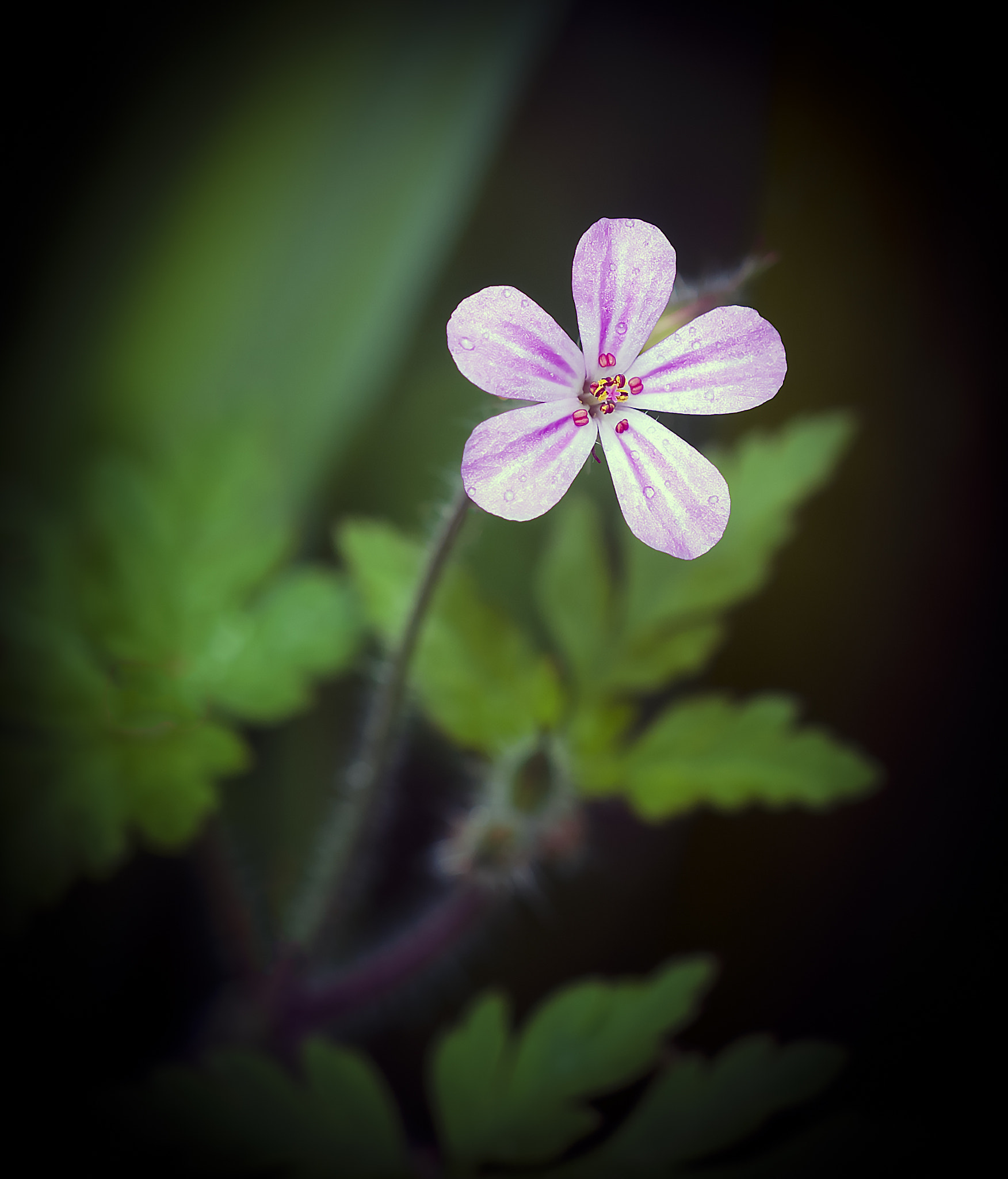 Nikon D300 + Sigma 150mm F2.8 EX DG Macro HSM sample photo. Geranium maculatum photography