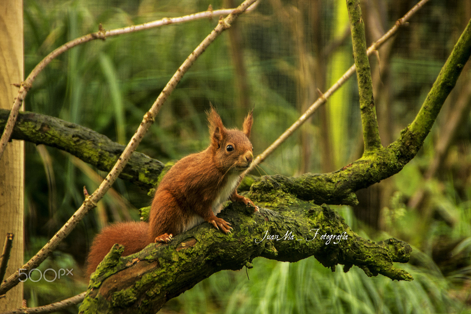 Sony Alpha DSLR-A500 sample photo. Ardilla roja: photography