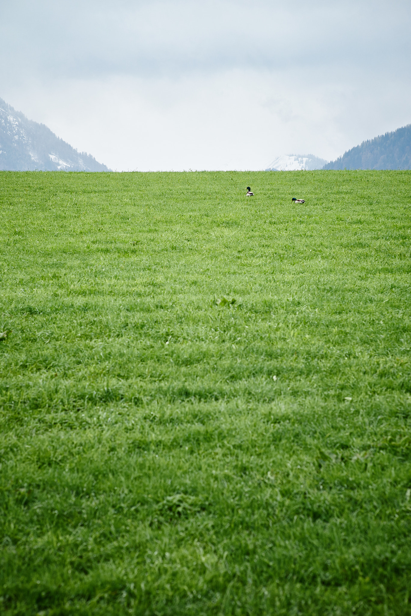 Summicron-M 1:2/90 Leitz sample photo. Ducking horizon photography