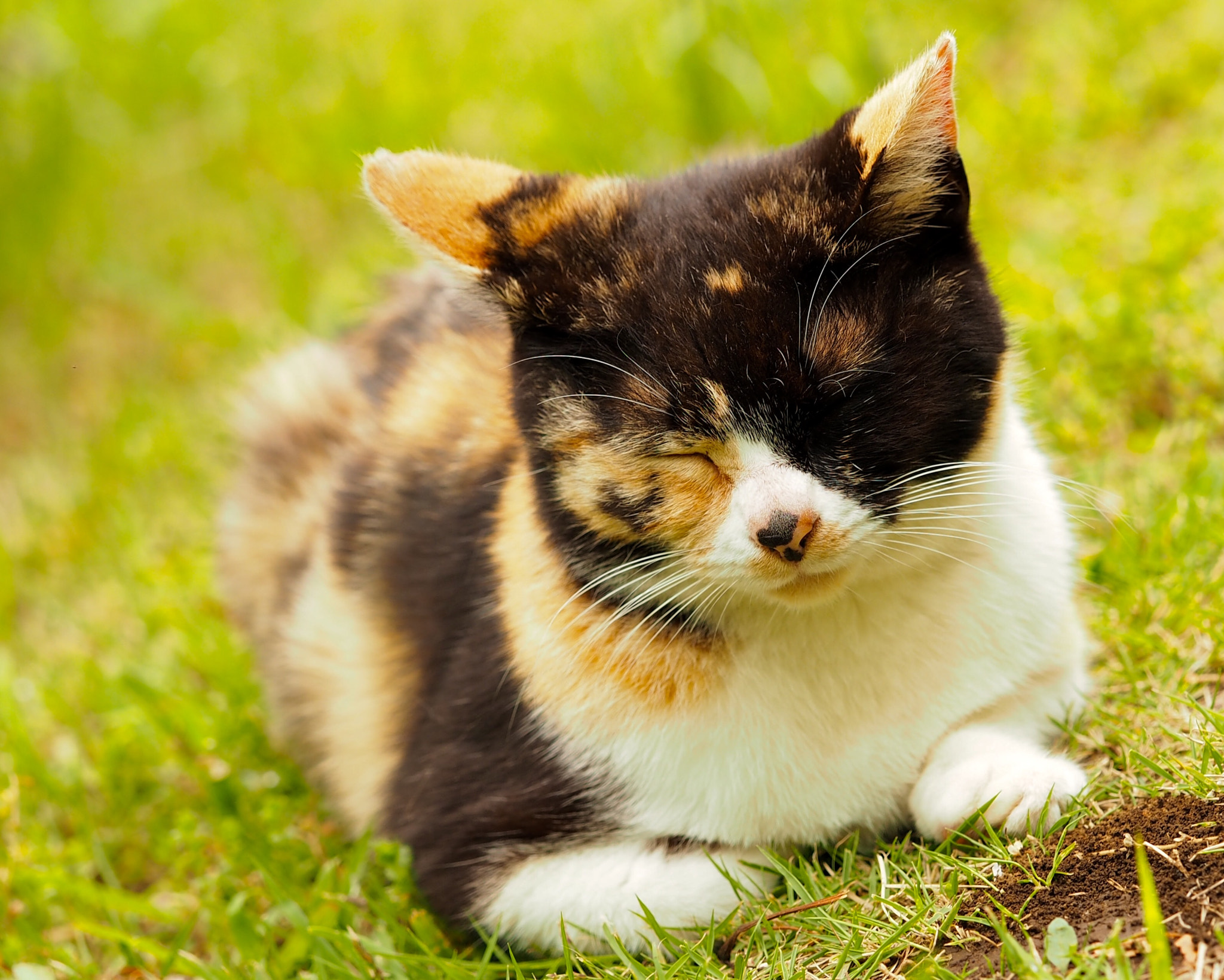 Olympus PEN E-PL7 sample photo. My sweet little calico photography