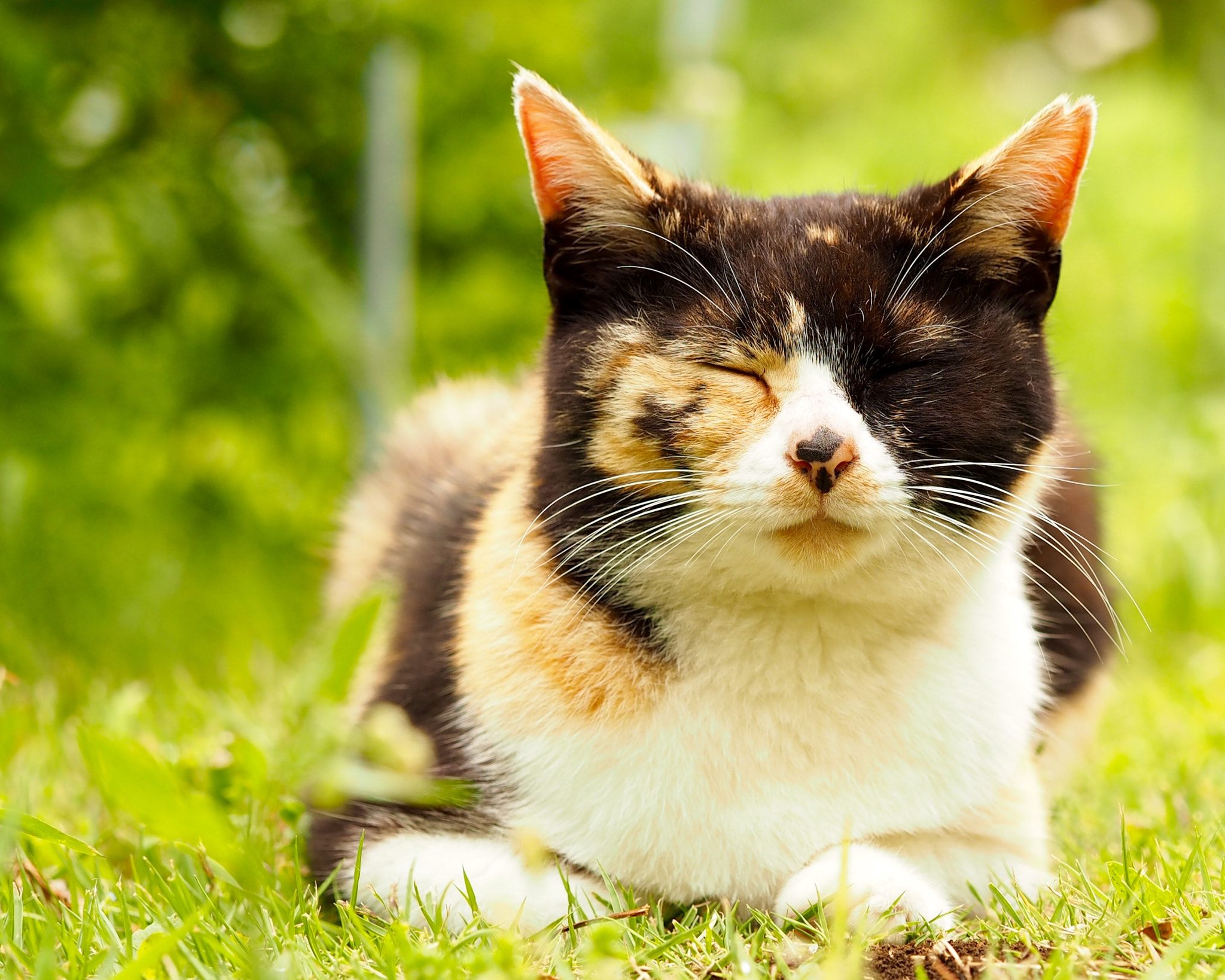 Olympus PEN E-PL7 sample photo. Long time no see, my sweet calico photography