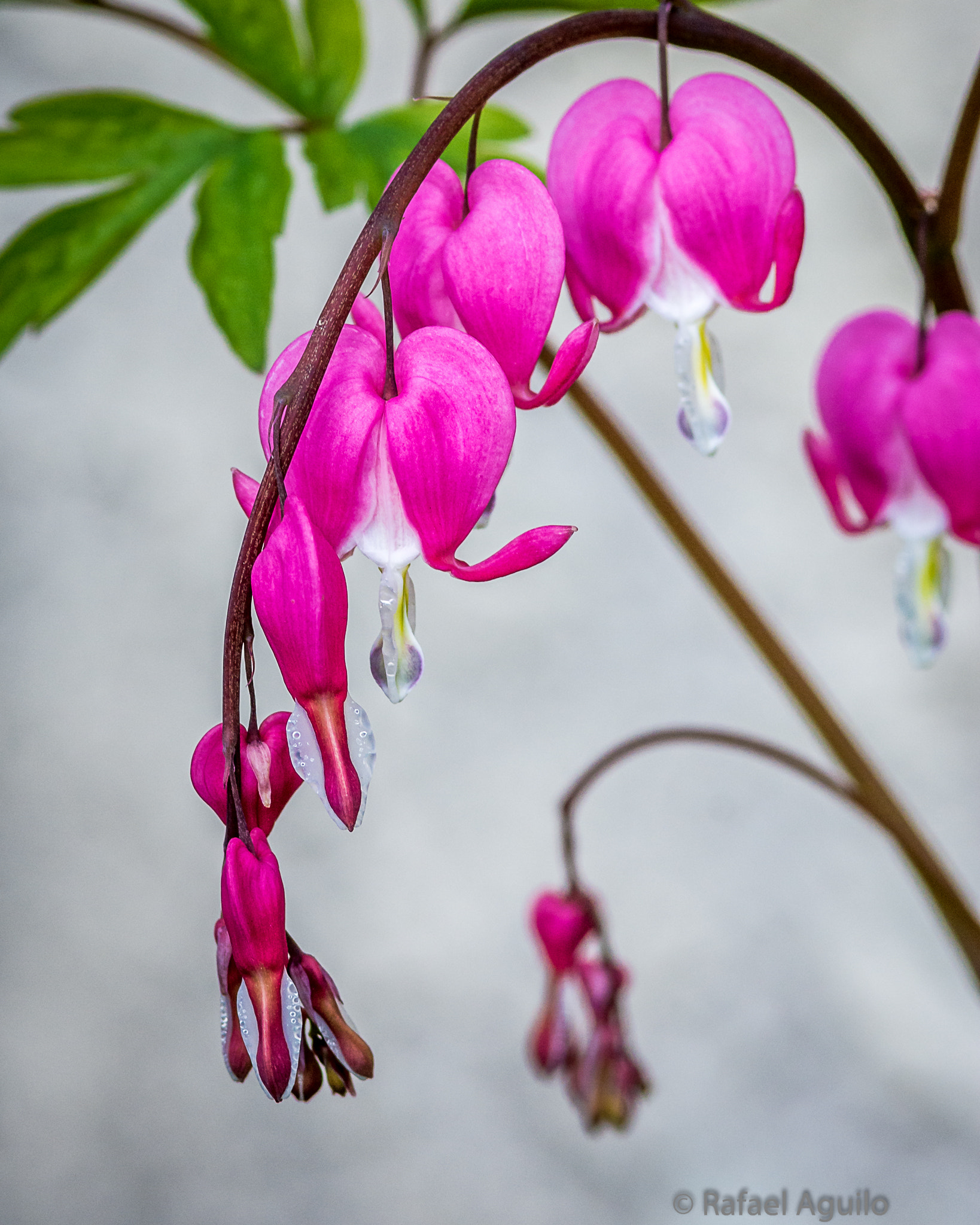 Nikon D7100 + AF Micro-Nikkor 105mm f/2.8 sample photo. Bleeding hearts photography