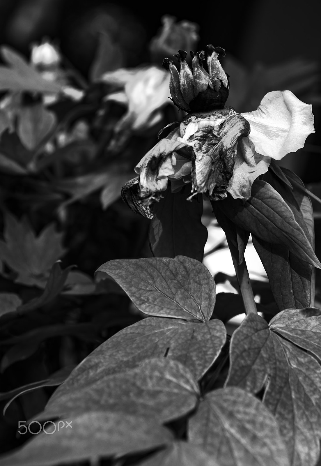 Nikon AF-S Nikkor 24-70mm F2.8E ED VR sample photo. Untitled photography