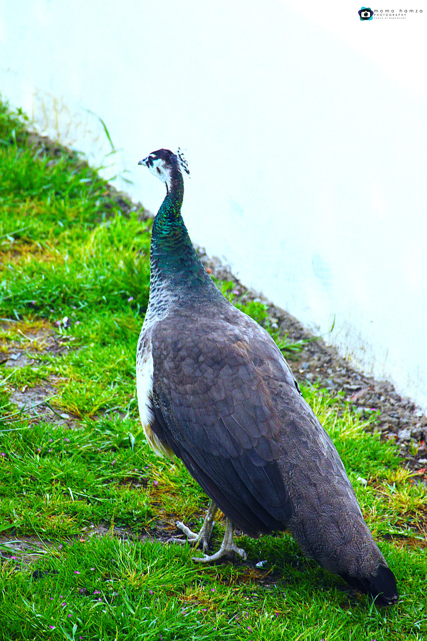 Canon EF 100-300mm f/5.6 sample photo. #طاووس photography