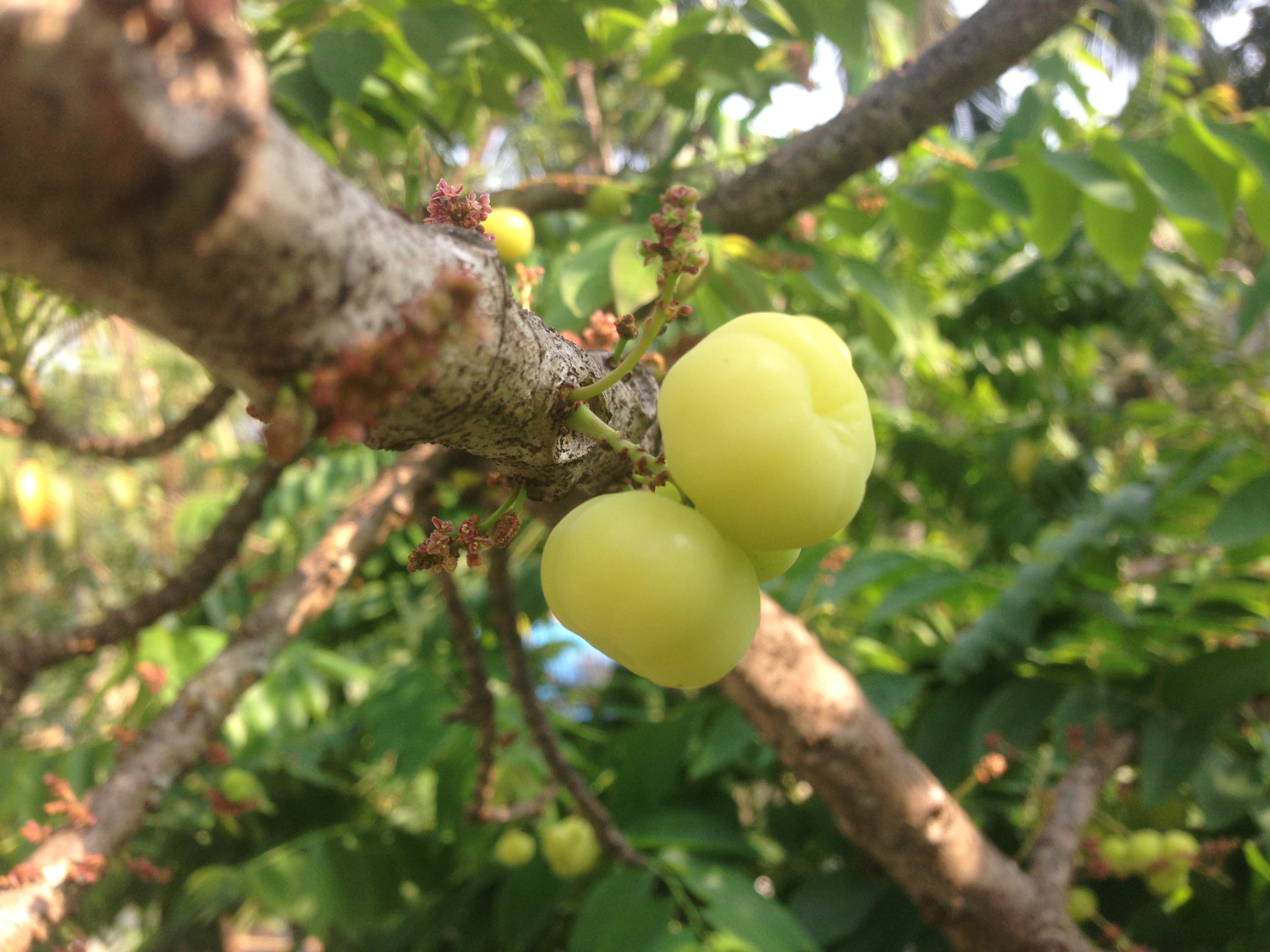 Apple iPhone5,2 sample photo. Great to see gooseberry around my house after a long break photography
