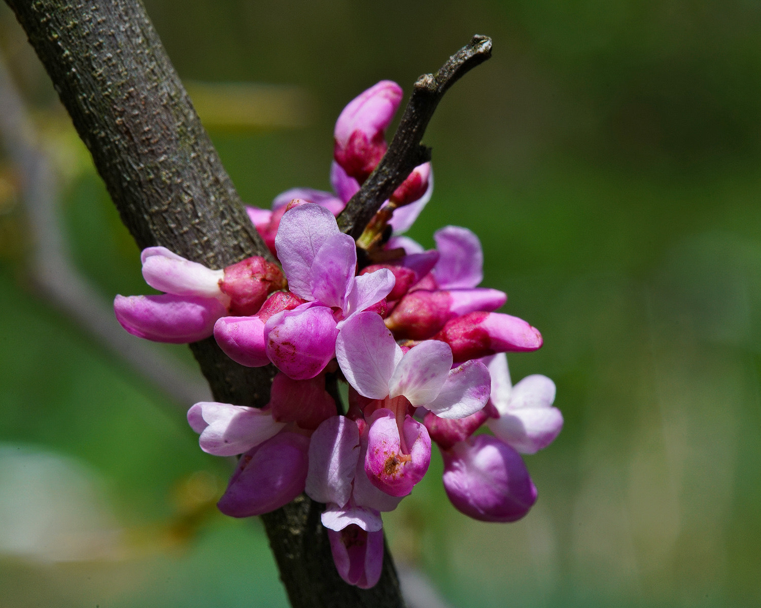 100mm F2.8 SSM sample photo. American redbud 2 photography