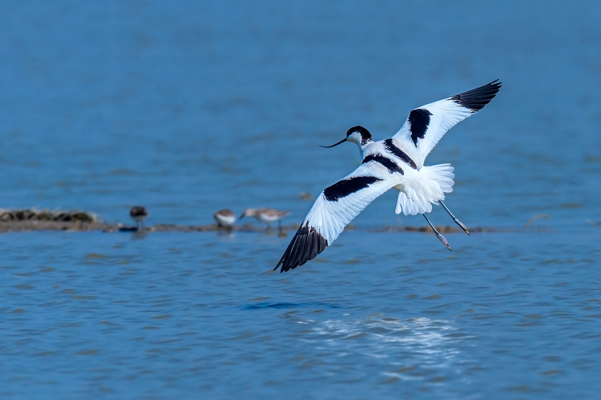 Nikon D4 + Sigma 24-60mm F2.8 EX DG sample photo. পকর উলটঠট pied avocet recurvirostra avosetta photography