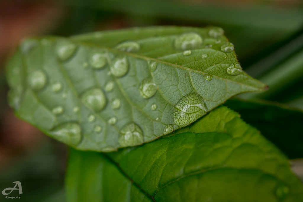 Nikon AF-S Micro-Nikkor 60mm F2.8G ED sample photo. Rainy leaf. photography