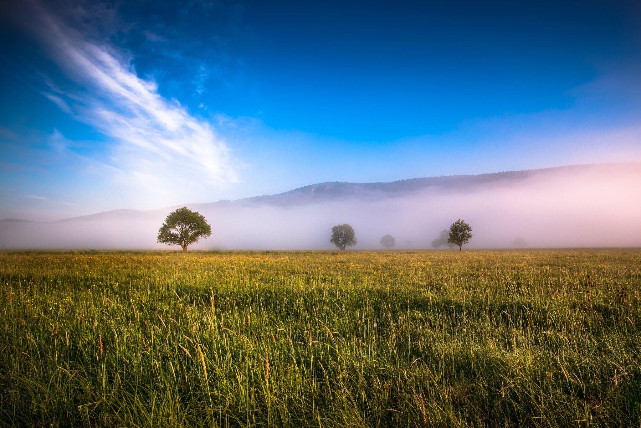 Nikon D600 sample photo. Foggy morning photography