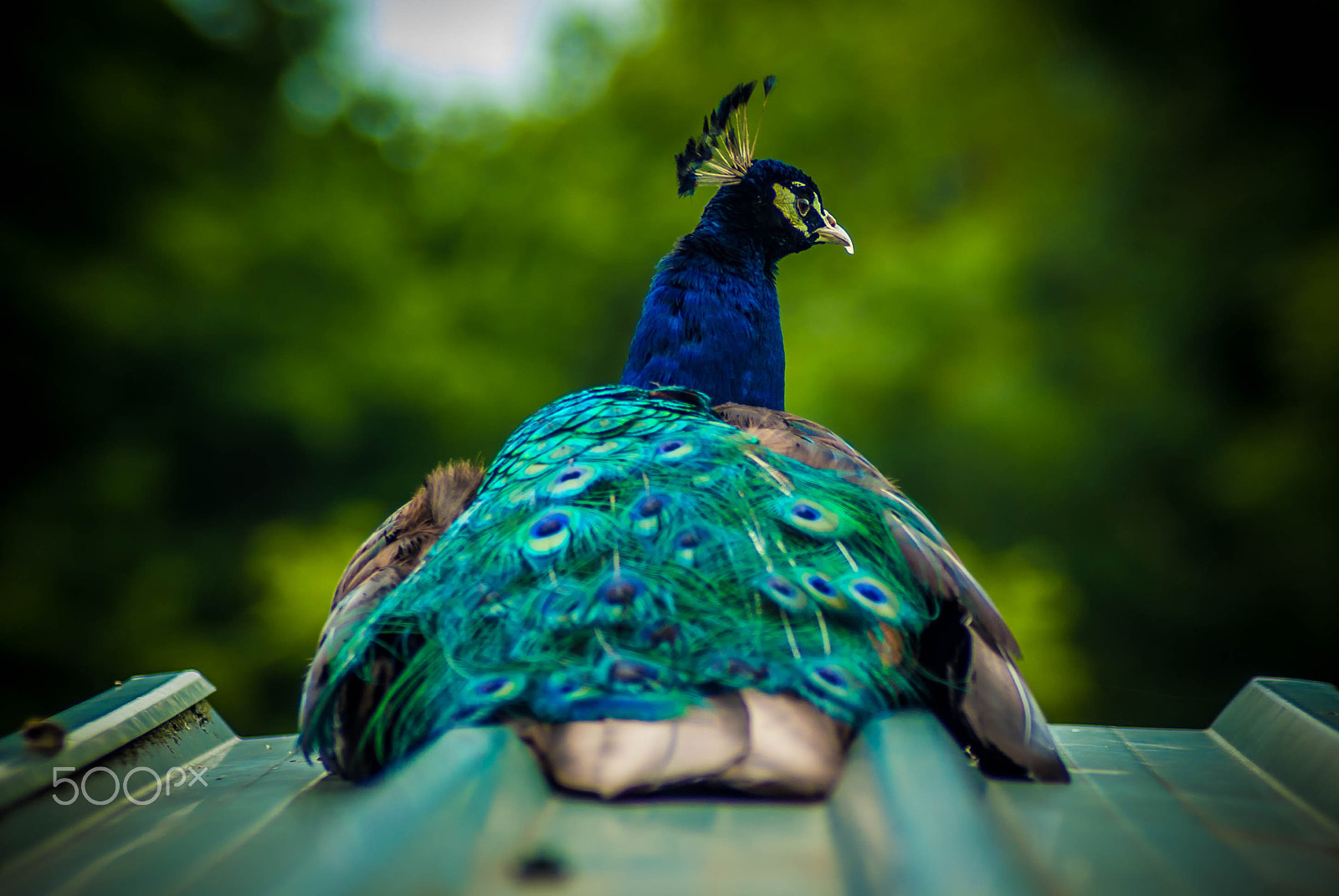 Tamron AF 70-300mm F4-5.6 Di LD Macro sample photo. Peacock photography