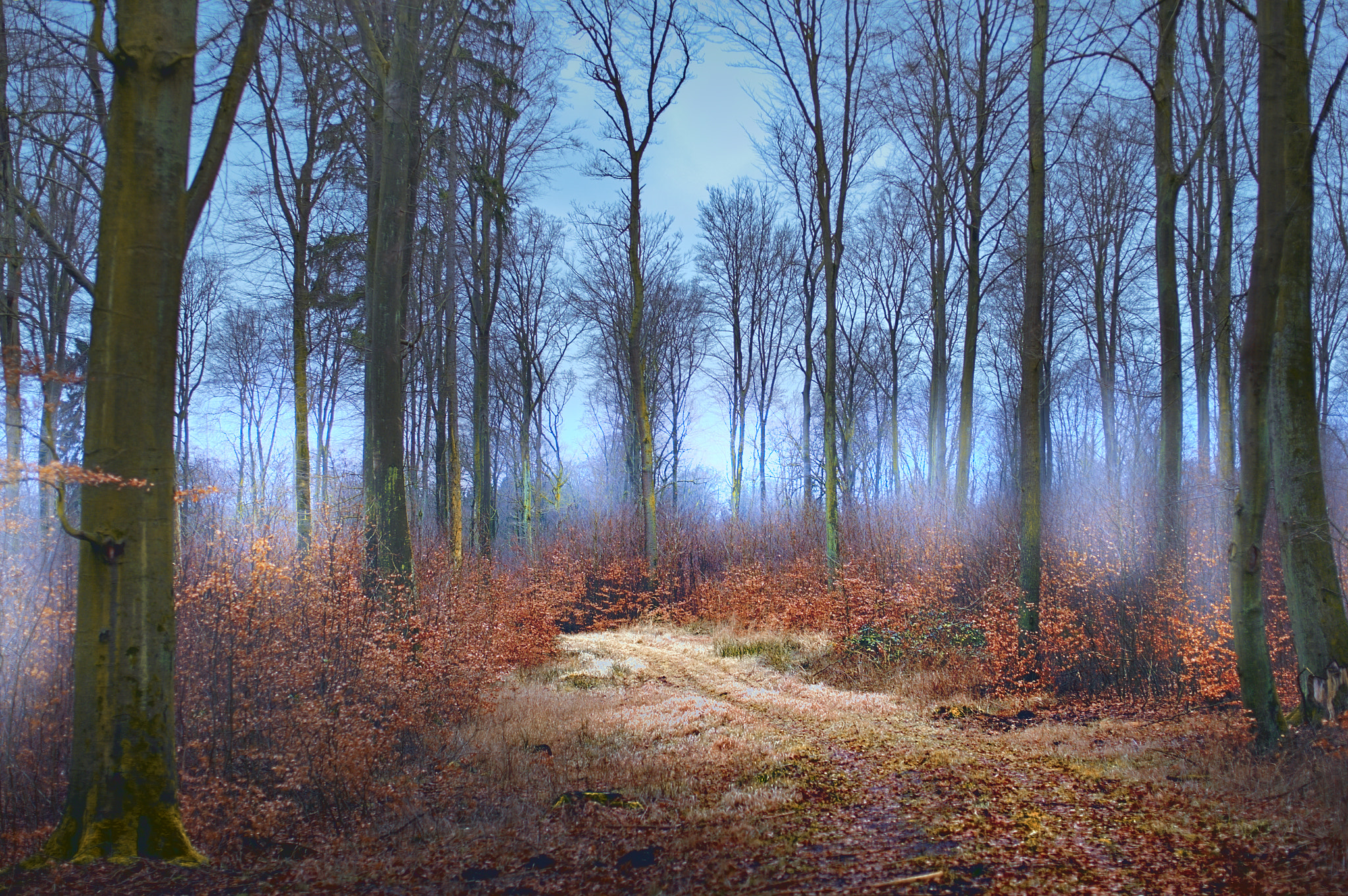 Canon EOS-1D Mark III sample photo. In the woods of north germany photography