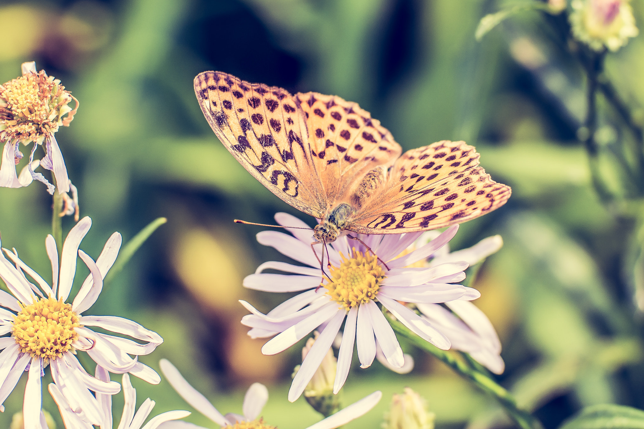 NX 50-150mm F2.8 S sample photo. Alderney butterfly photography