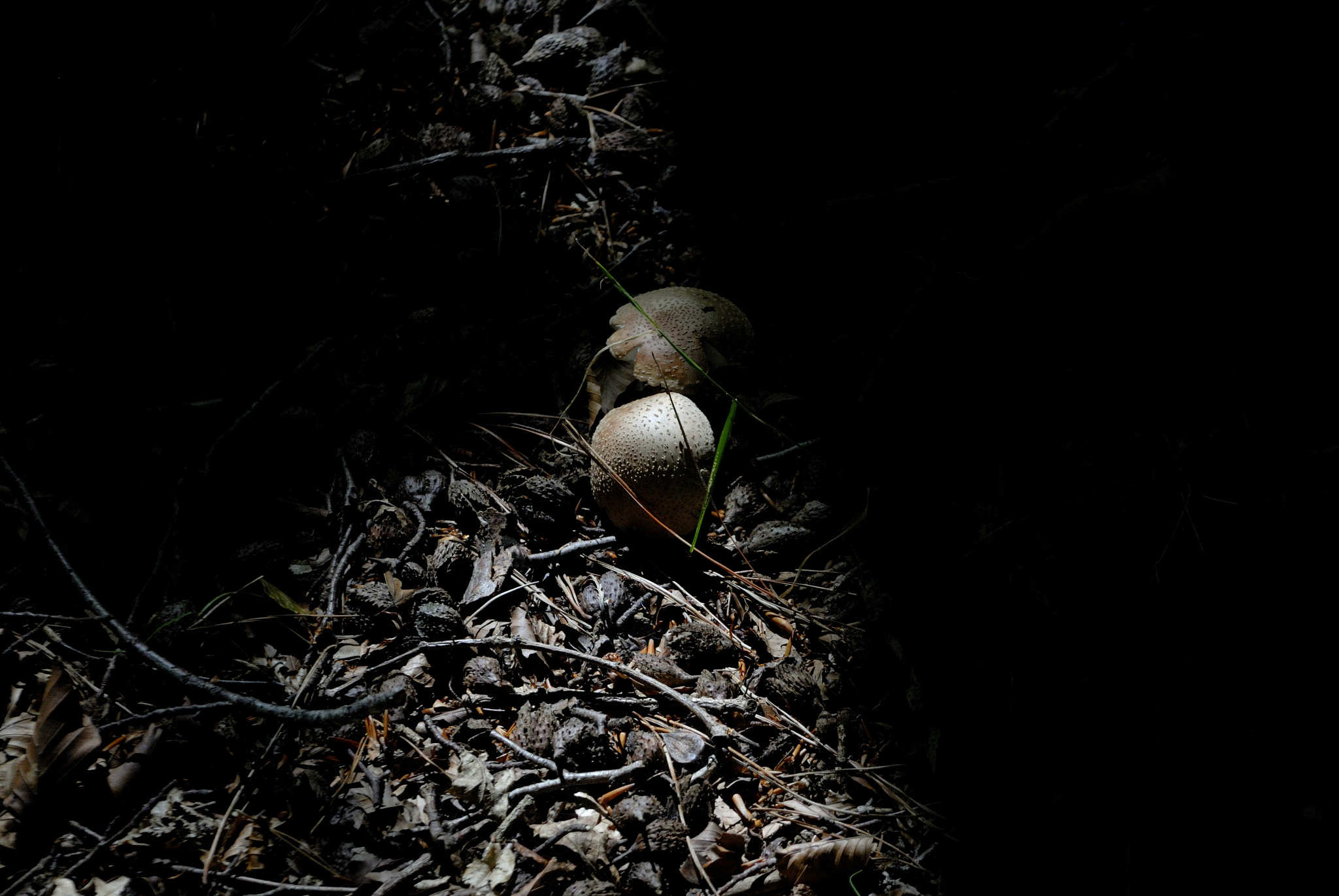 Nikon D200 sample photo. Galdakanesa photography