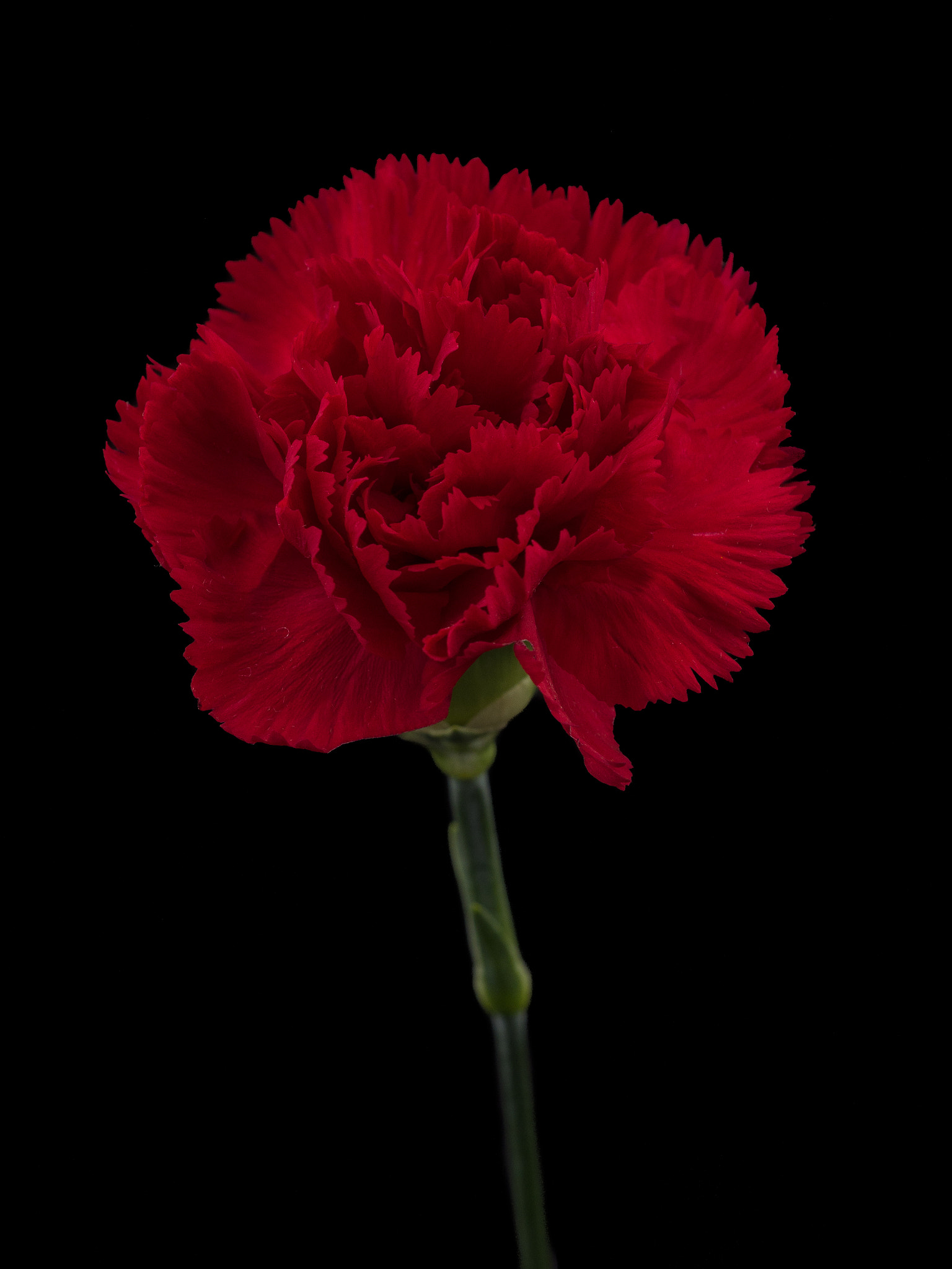 Sigma 150mm F2.8 EX DG Macro HSM sample photo. Let it be spring 5 photography