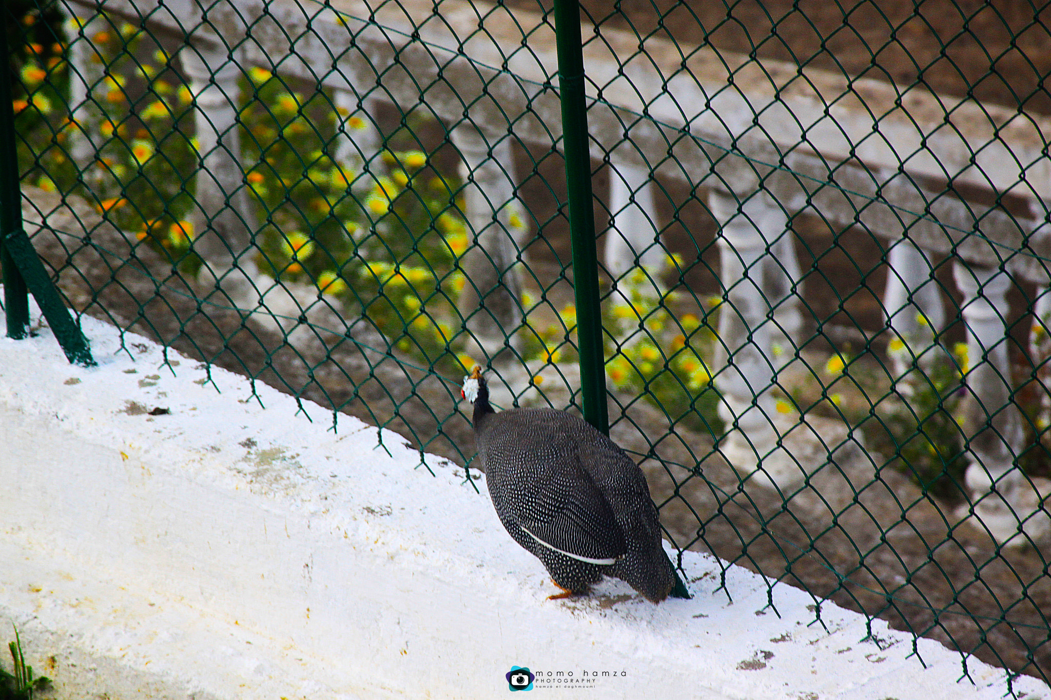 Canon EF 100-300mm f/5.6 sample photo