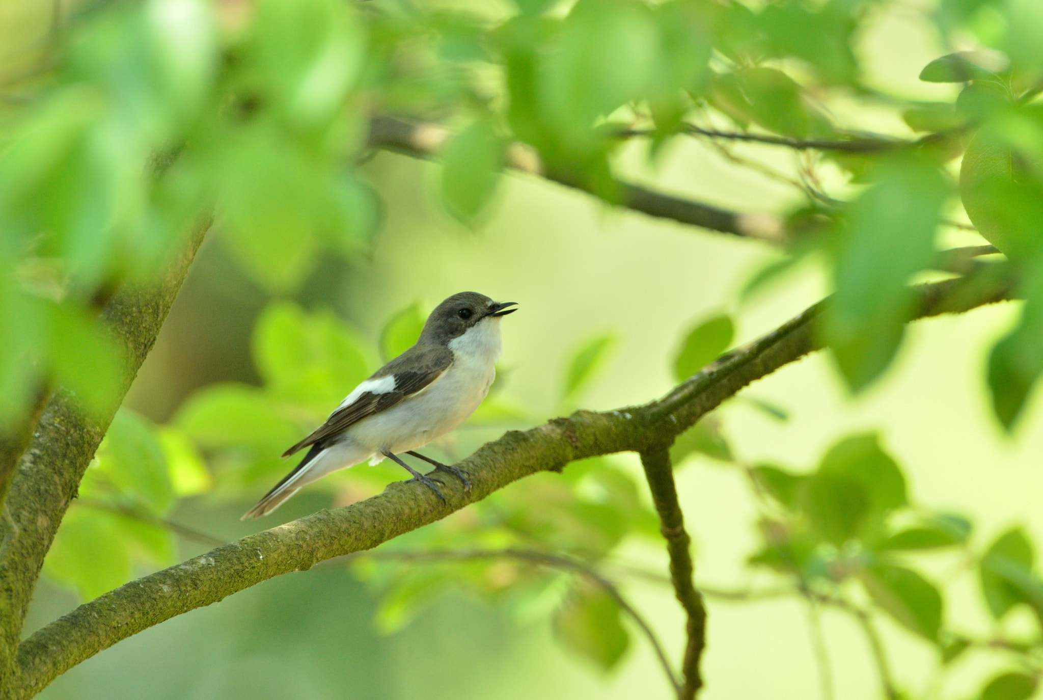 AF-S Nikkor 600mm f/4D IF-ED sample photo. Bonte vliegenvanger photography