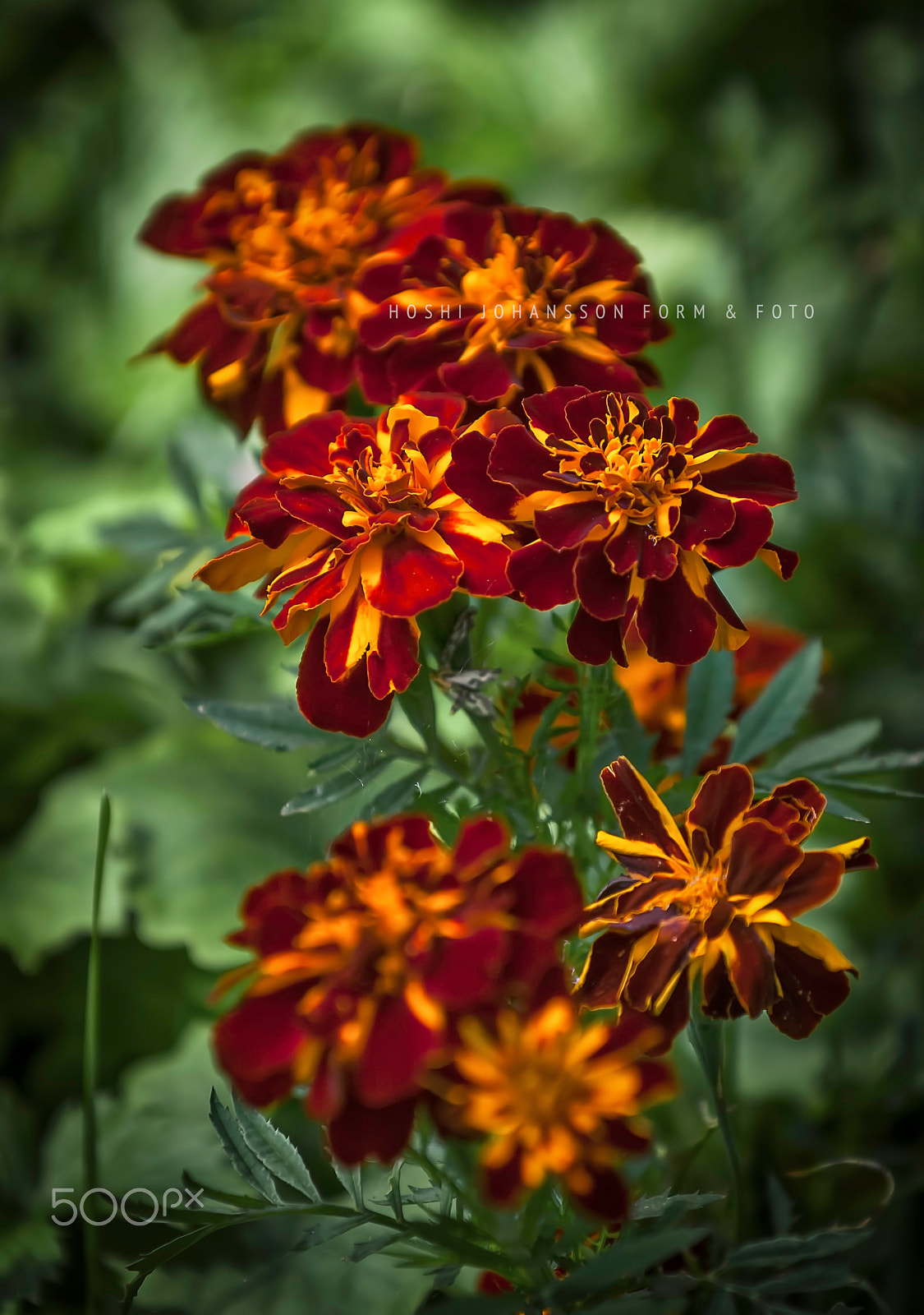 Nikon D200 sample photo. Think of me with kindness photography
