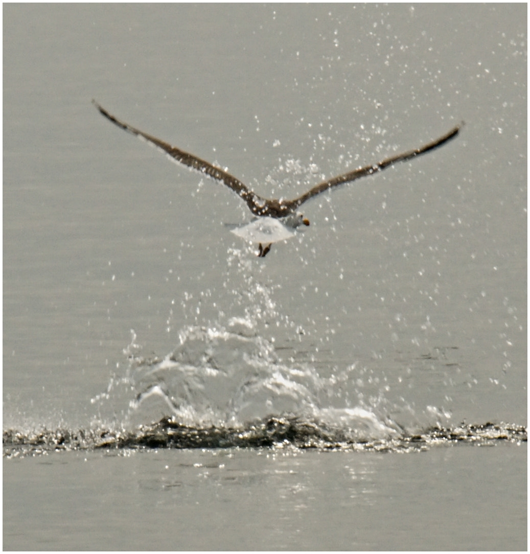 40.00 - 150.00 mm f/4.0 - 5.6 sample photo. The flying seagull.. photography