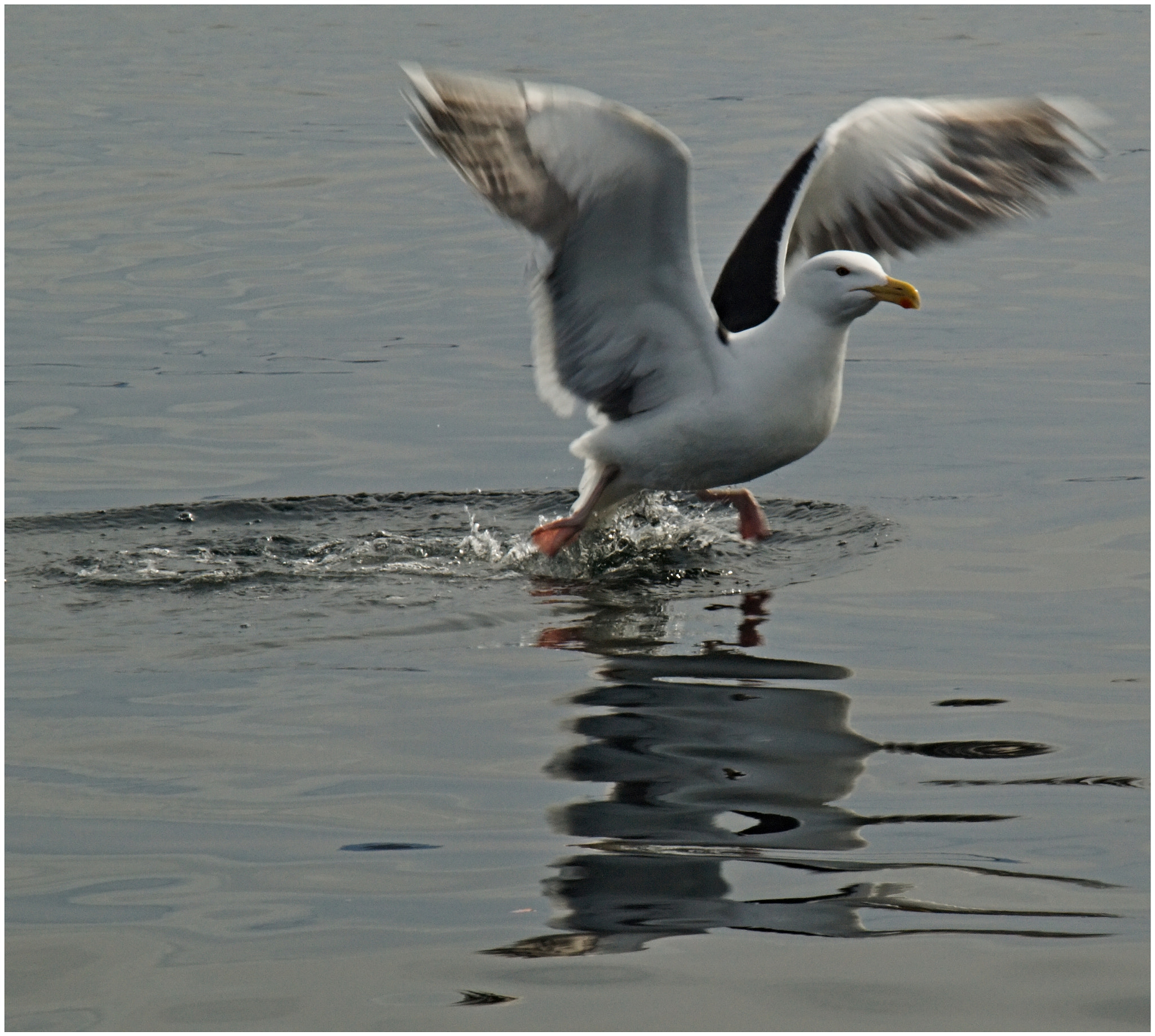 40.00 - 150.00 mm f/4.0 - 5.6 sample photo. The flying seagull ii. photography