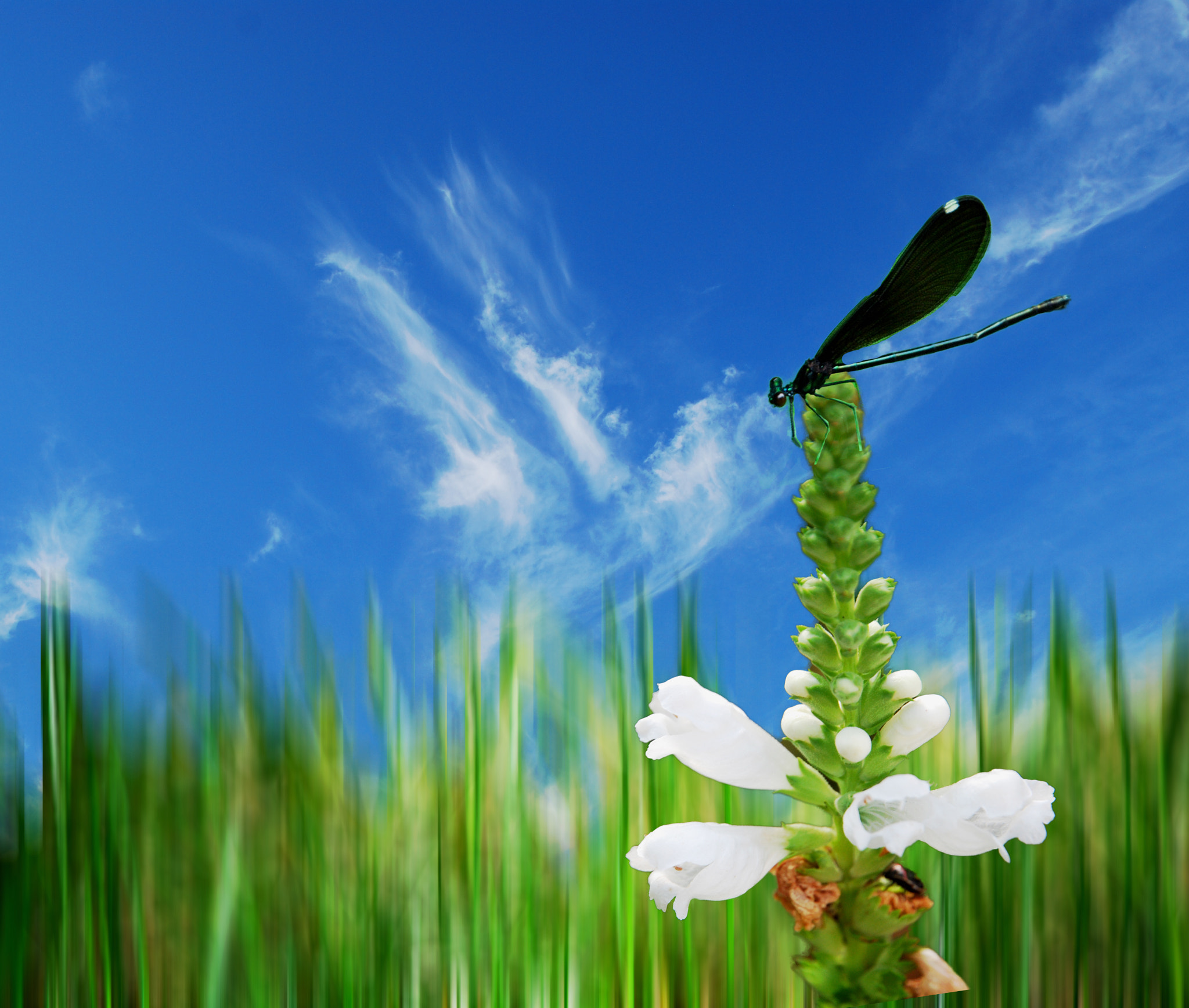 Nikon D60 sample photo. Dragon time.. photography