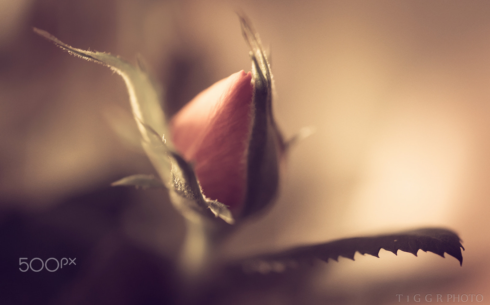Samsung NX30 + Samsung NX 60mm F2.8 Macro ED OIS SSA sample photo. In the beginning photography