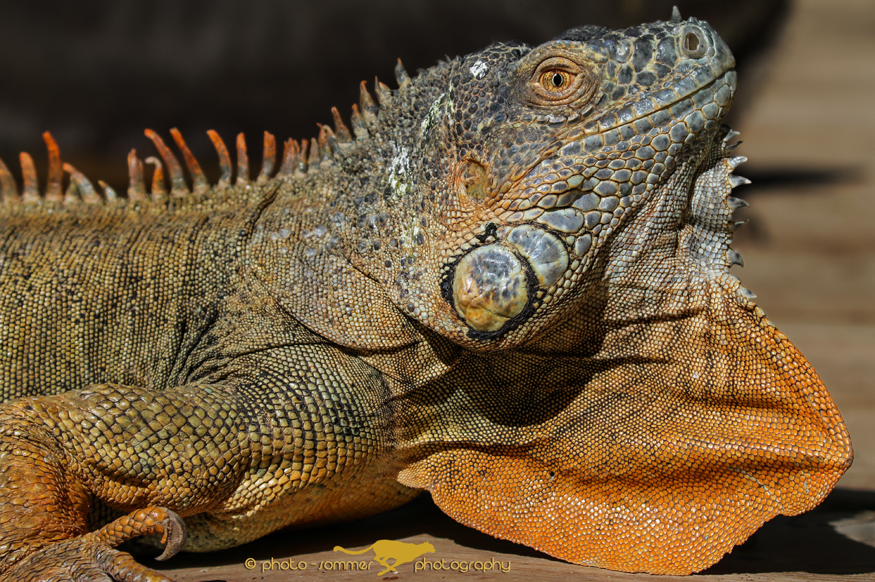 Canon EOS 70D + Canon EF 100-400mm F4.5-5.6L IS II USM sample photo. Iguana photography