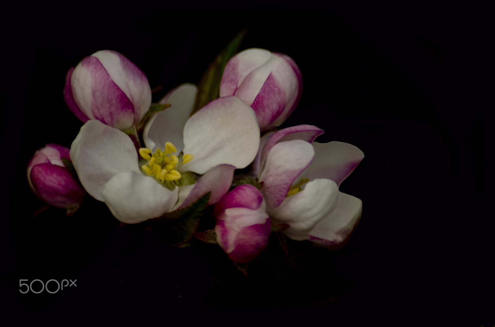 Sigma 70-300mm F4-5.6 DG Macro sample photo. Apple blossum photography