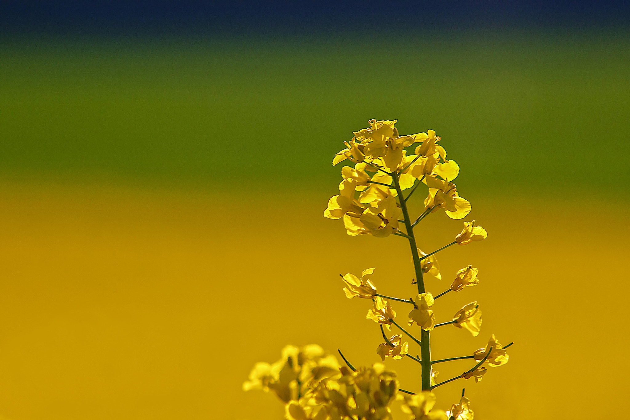 Canon EOS 450D (EOS Rebel XSi / EOS Kiss X2) sample photo. Rapeblossom season photography