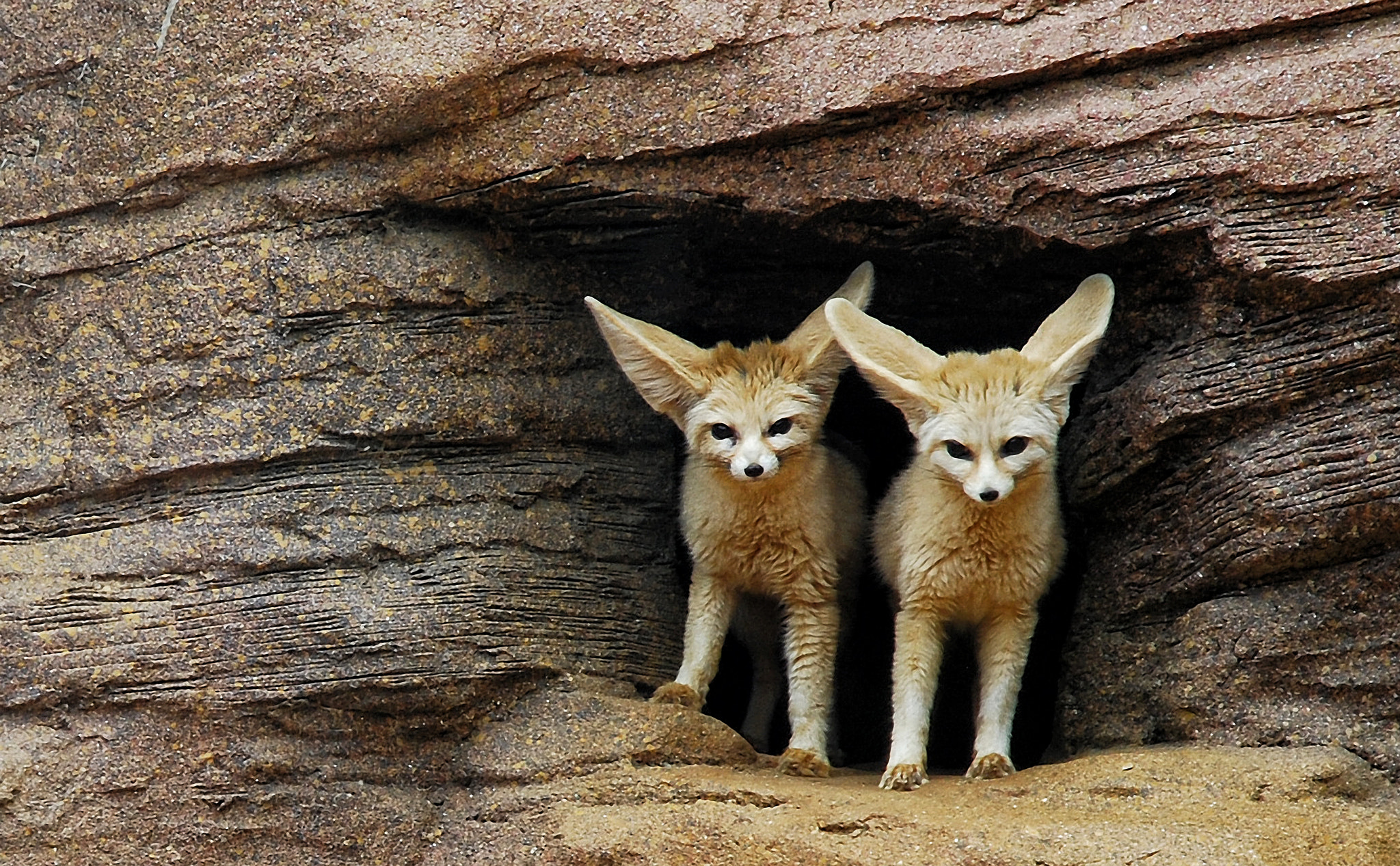 Nikon D40X sample photo. Desert fox photography